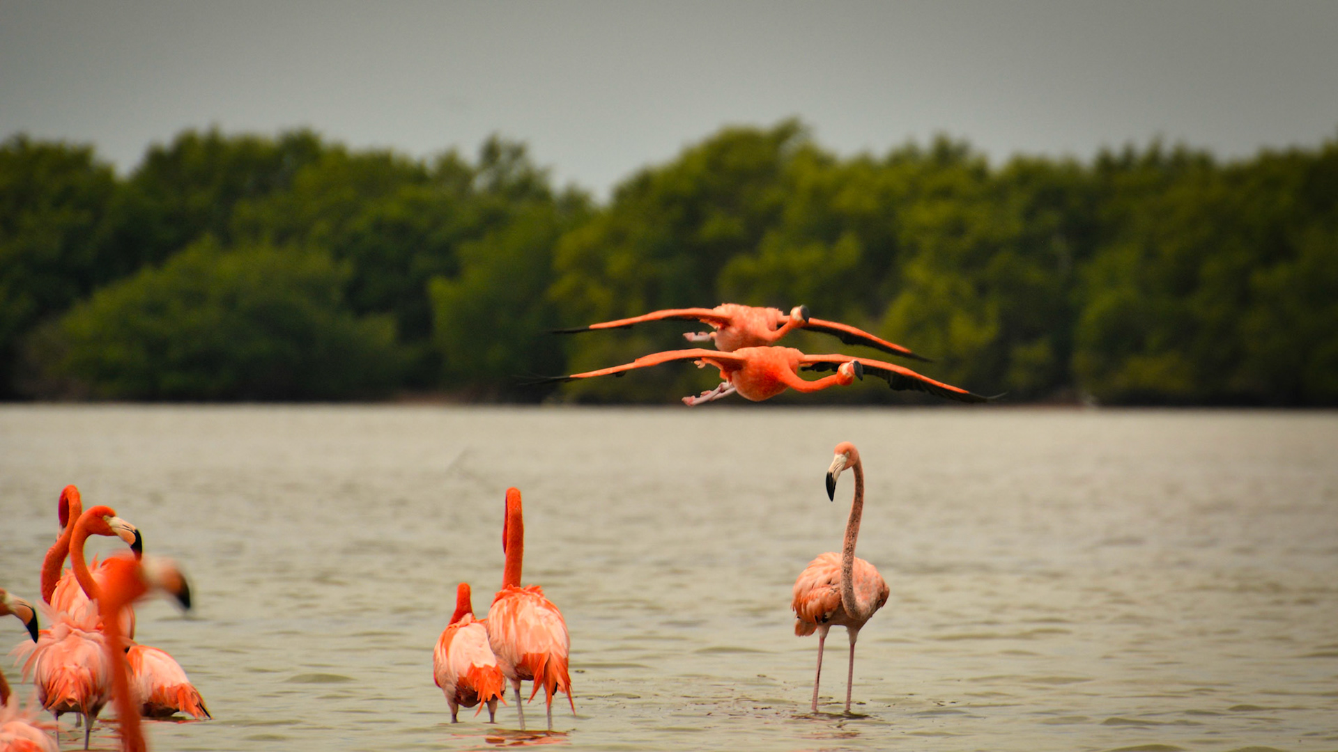 Flamants des Caraïbes (Phoenicopterus ruber) dans la Réserve de la Biosphère de Ría Lagartos, Yucatán, Mexique