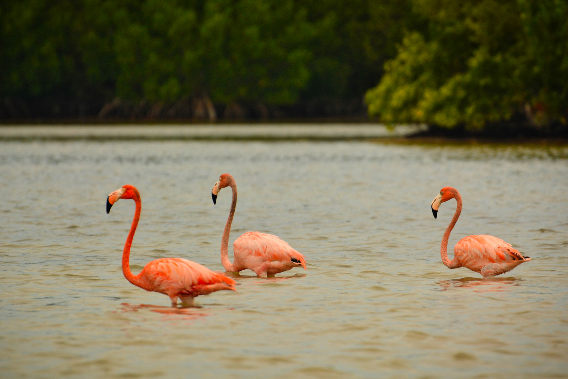 Flamants des Caraïbes (Phoenicopterus ruber) dans la Réserve de la Biosphère de Ría Lagartos, Yucatán, Mexique