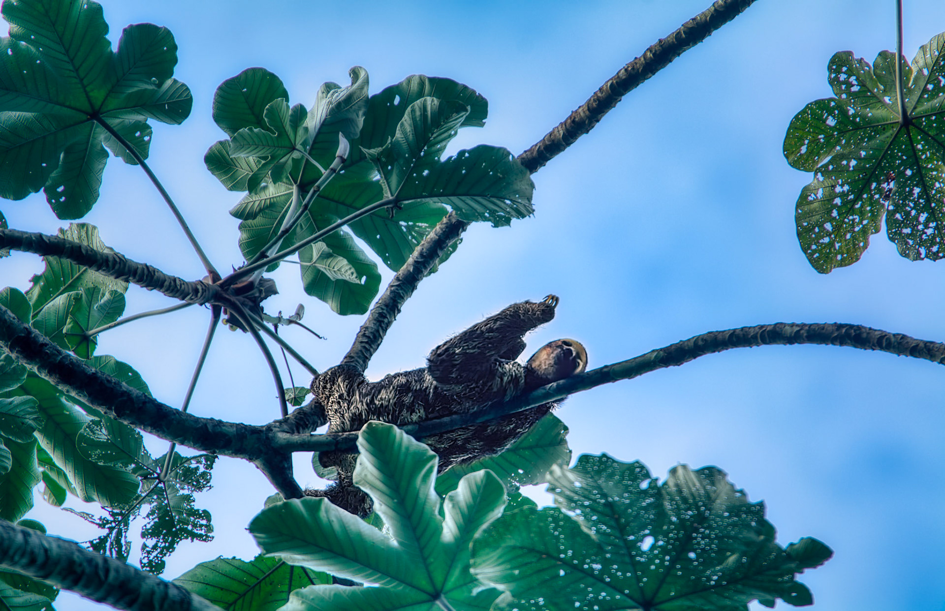 Paresseux à trois doigts (Bradypus tridactylus) sur le sentier du Rorota à Remire-Montjoly, Guyane