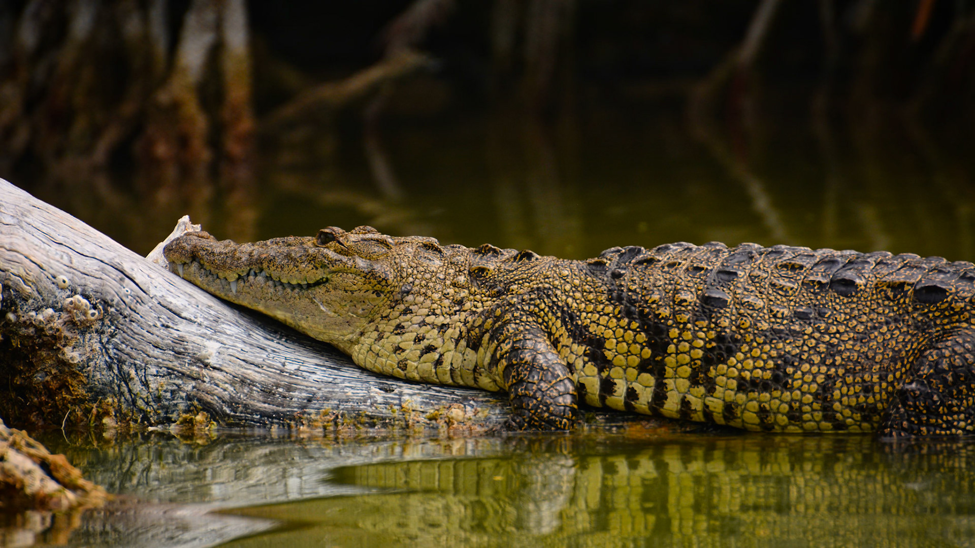 Crocodile de Morelet (Crocodylus moreletii) dans la Réserve de la Biosphère de Ría Lagartos, Yucatán, Mexique