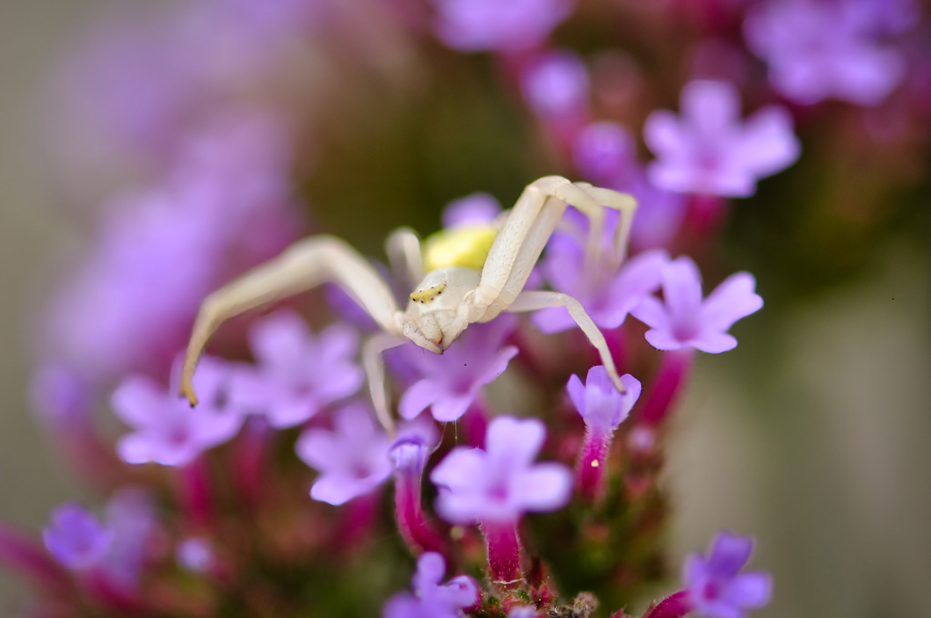 Misumène Variable (Misumena vatia), Descartes, France