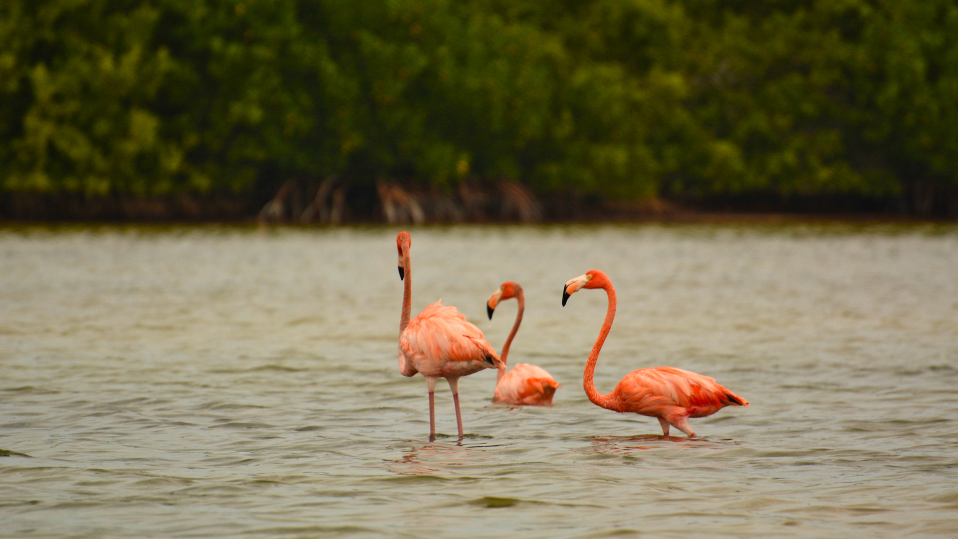 Flamant des Caraïbes (Phoenicopterus ruber) dans la Réserve de la Biosphère de Ría Lagartos, Yucatán, Mexique