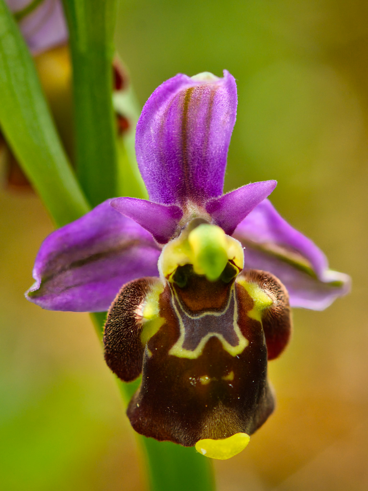 Ophrys bourdon précoce (Ophrys fuciflora ssp. fuciflora) sur les pelouses sèches du parc de Miribel-Jonage près de Lyon, Rhône, France