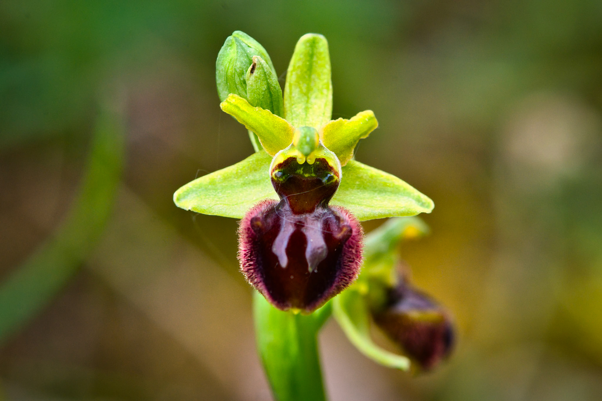 Ophrys araignée (Ophrys sphegodes) sur les pelouses sèches du parc de Miribel-Jonage près de Lyon, Rhône, France