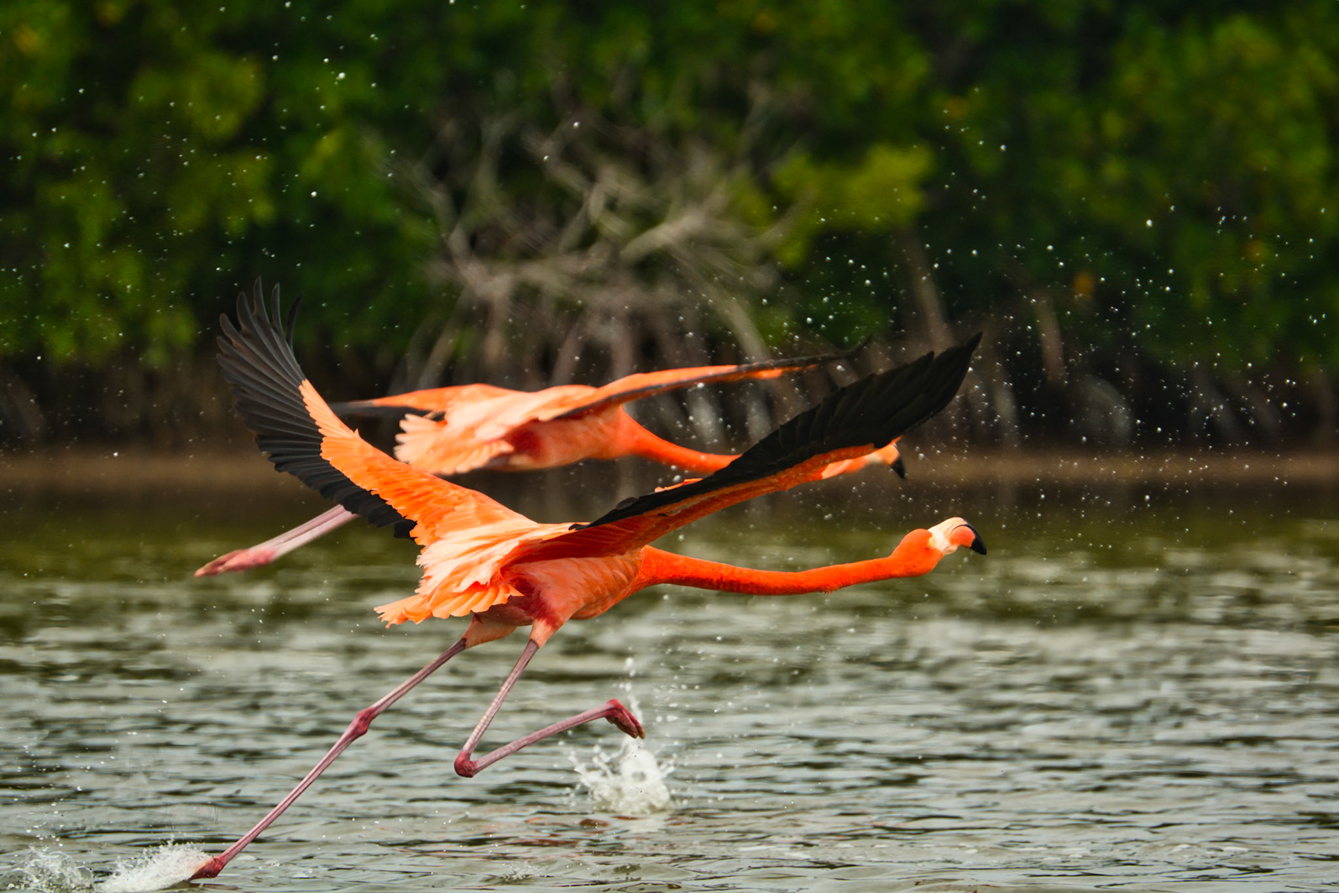 Flamants des Caraïbes (Phoenicopterus ruber) dans la Réserve de la Biosphère de Ría Lagartos, Yucatán, Mexique