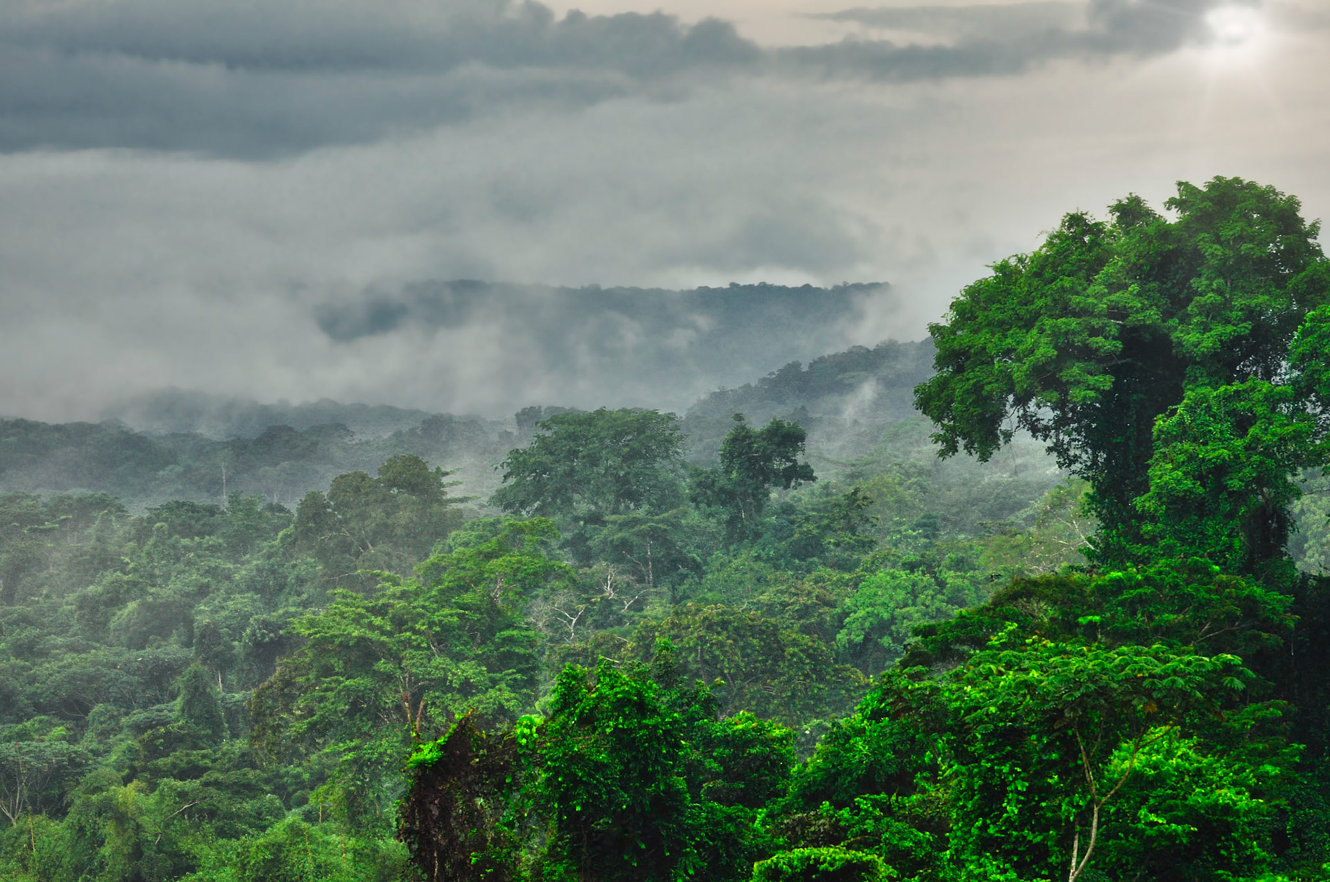 Forêt tropicale humide dans la région de l'Ogooué-Lolo au Gabon
