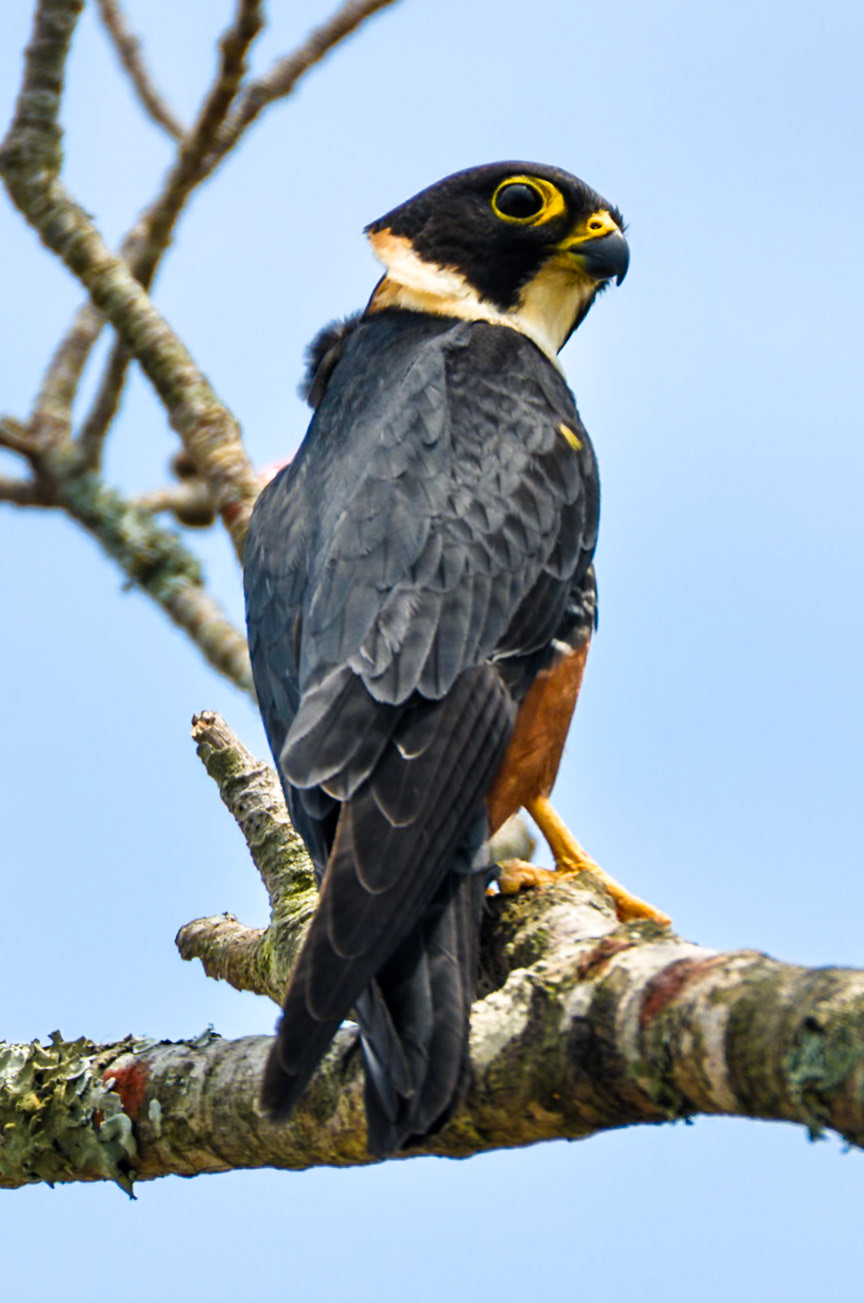 Faucon des chauves-souris (Falco rufigularis) dans la Sima de las Cotorras, Réserve de la biosphère del Ocote, Chiapas, Mexique