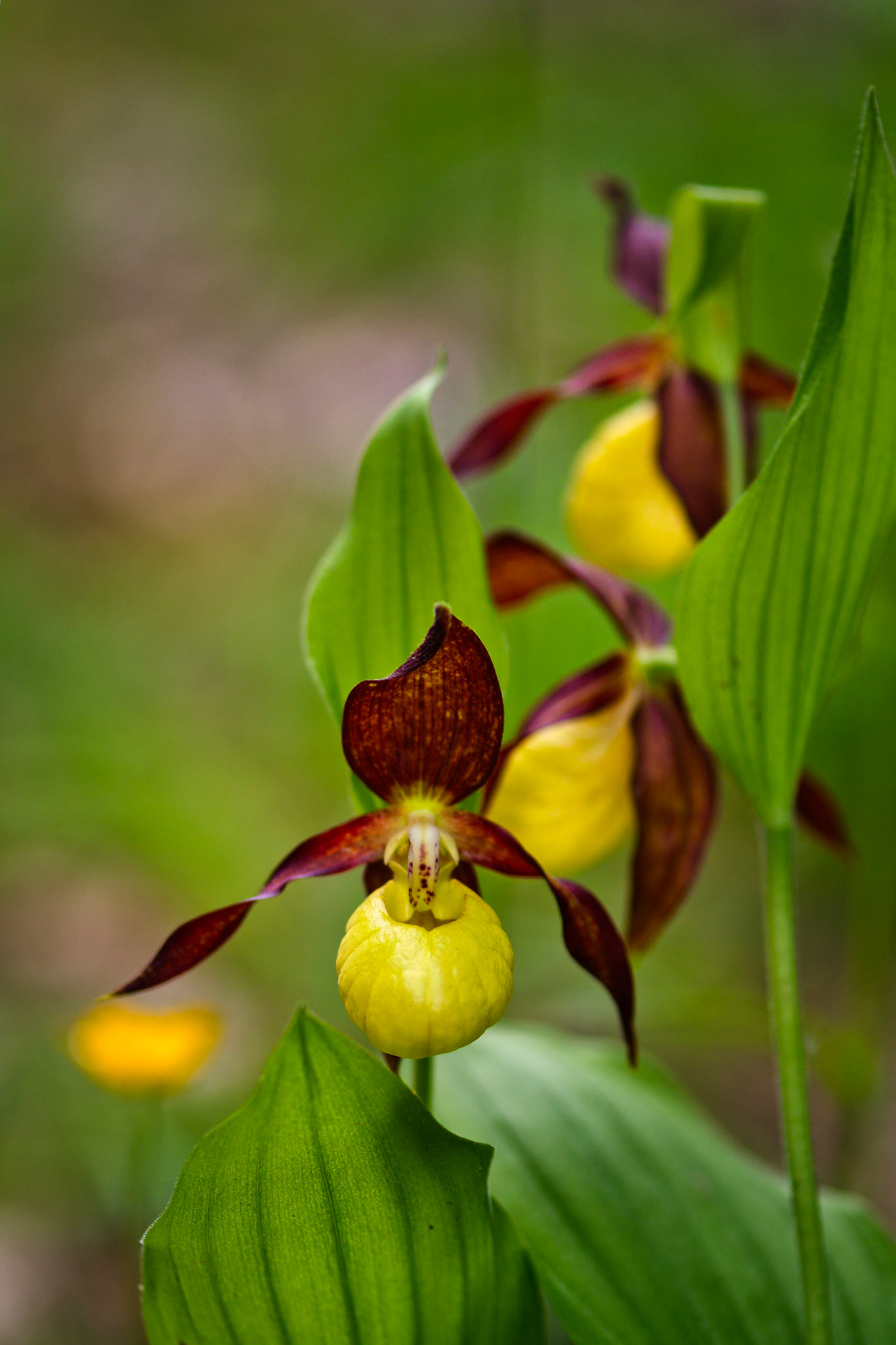 Sabot-de-Vénus d'Europe (Cypripedium calceolus) près du Mont Aiguille en Isère, France