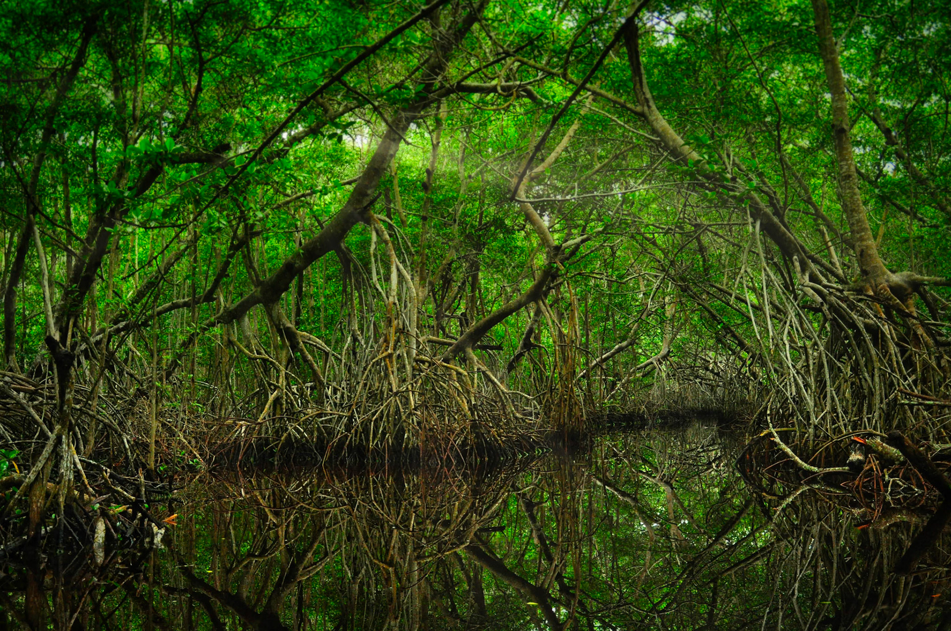 Mangrove dans la Réserve de la Biosphère de Ría Celestún, Yucatán, Mexique