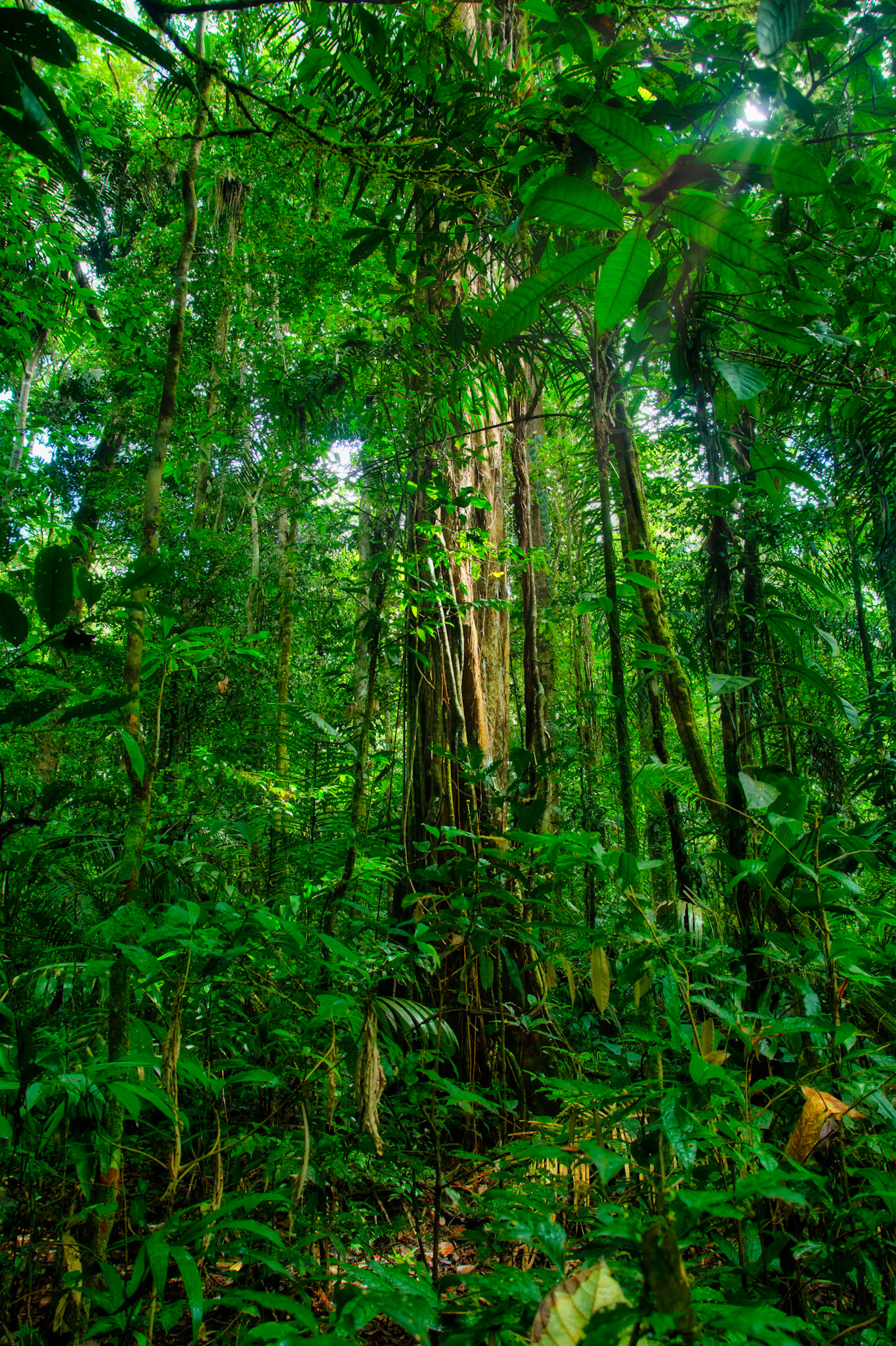 Arbre au coeur de la forêt tropicale de la Réserve naturelle nationale des Nouragues en Guyane