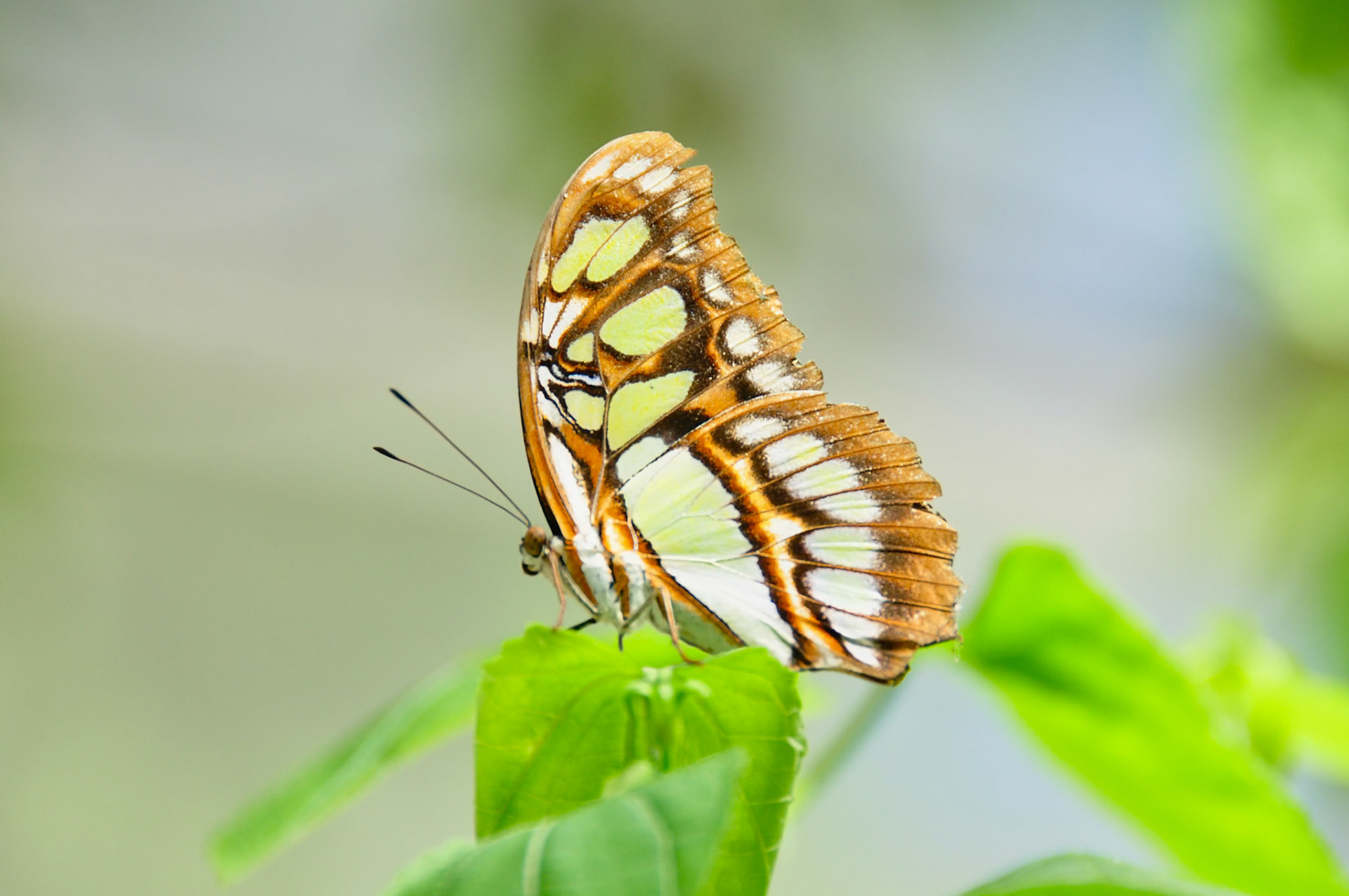 Malachite (Siproeta stelenes), Quintana Roo, Mexique