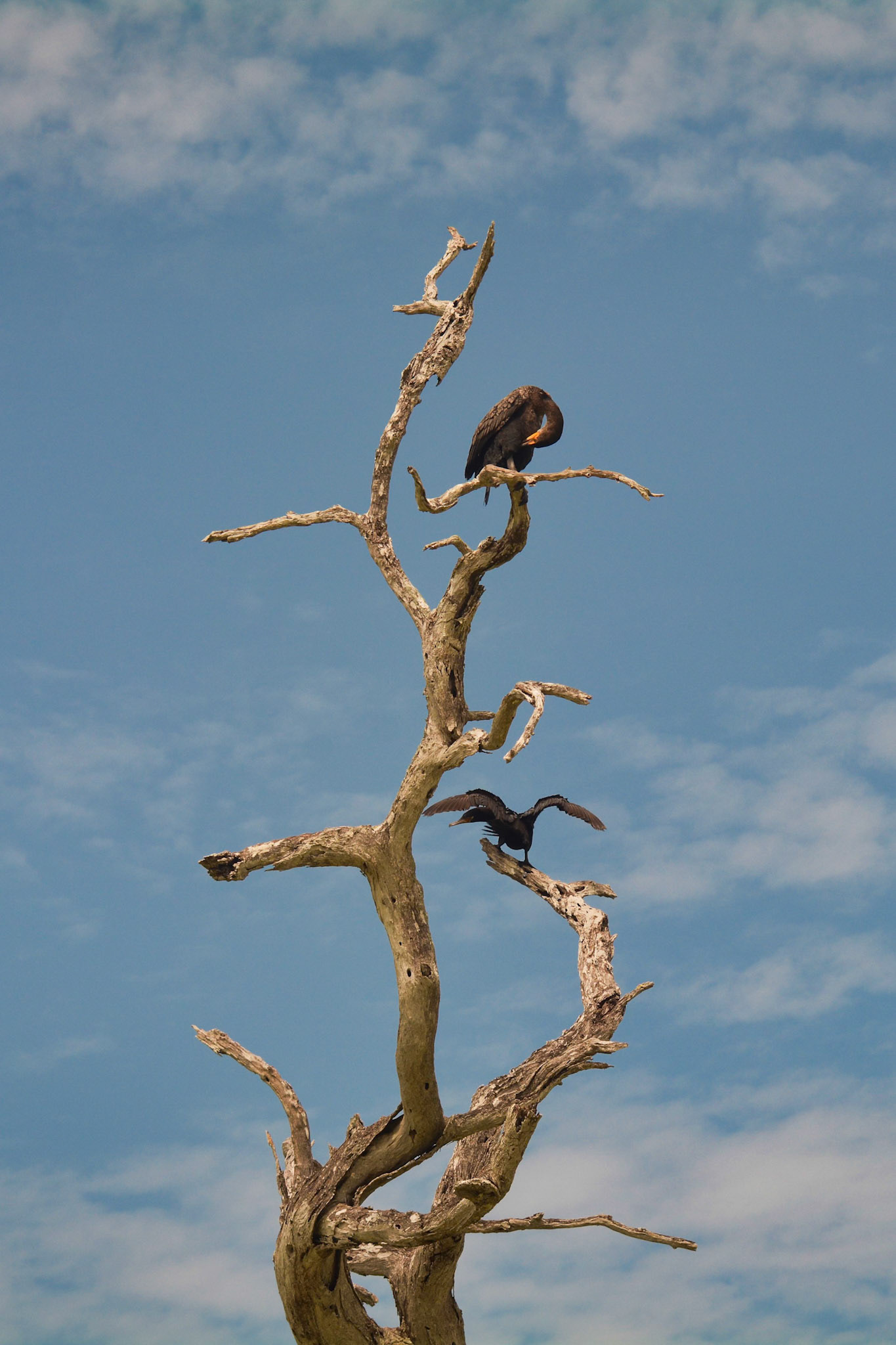 Cormorans à Aigrettes (Nannopterum auritum) dans la Réserve de la Biosphère de Ría Lagartos, Yucatán, Mexique