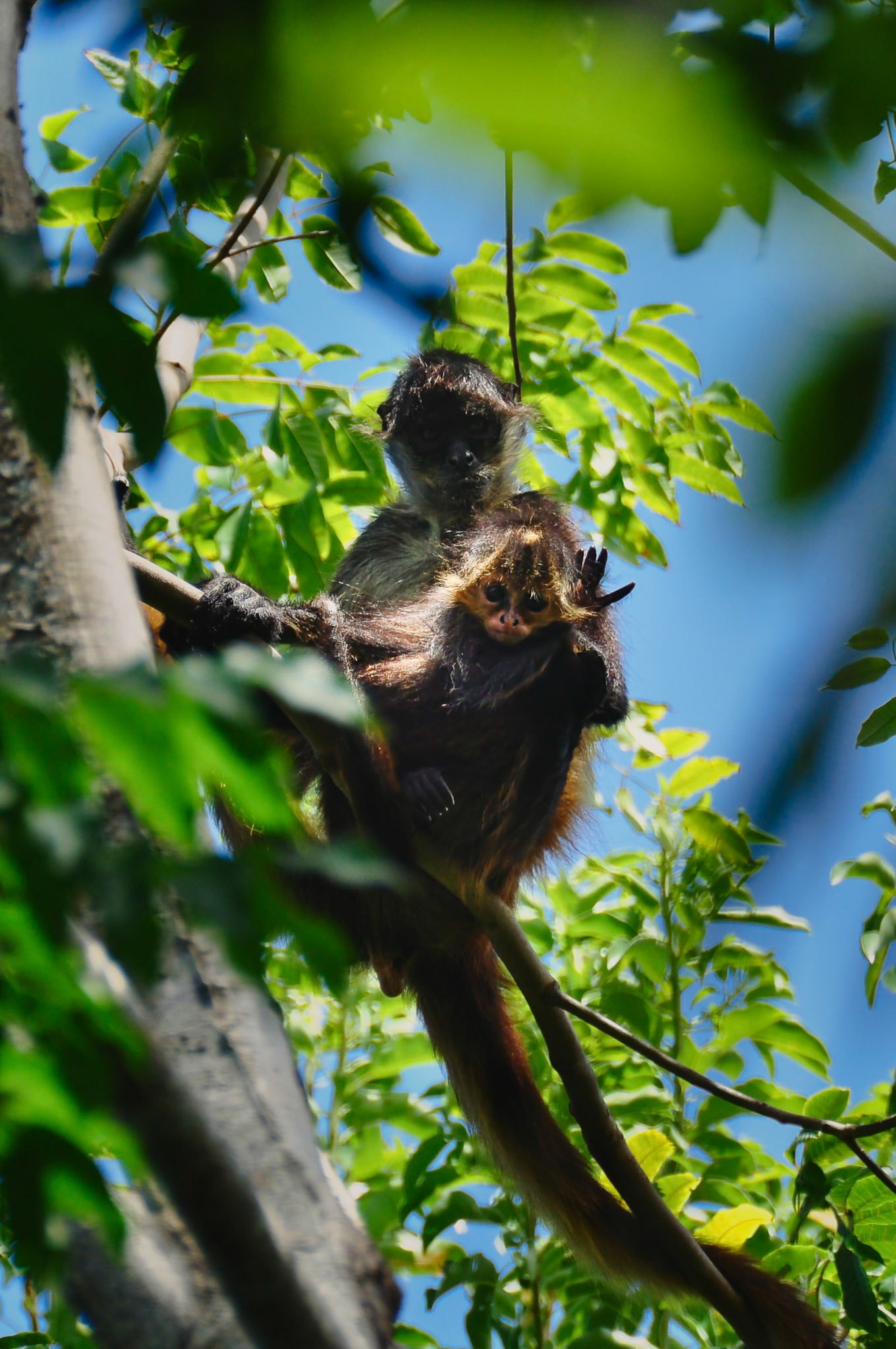Singe araigné (Ateles geoffroyi yucatanensis), Péninsule du Yucatán, Mexique