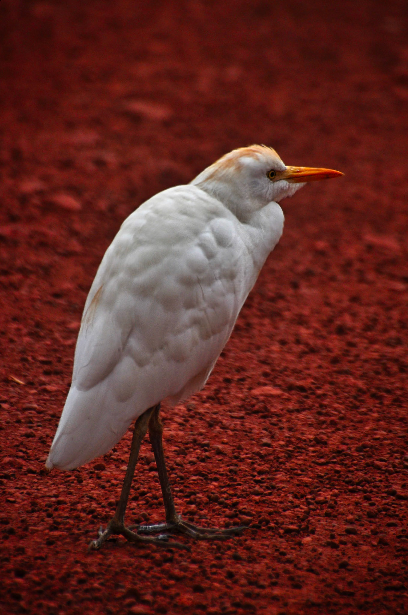 Héron garde-bœufs (Bubulcus ibis) sur une route du Gabon