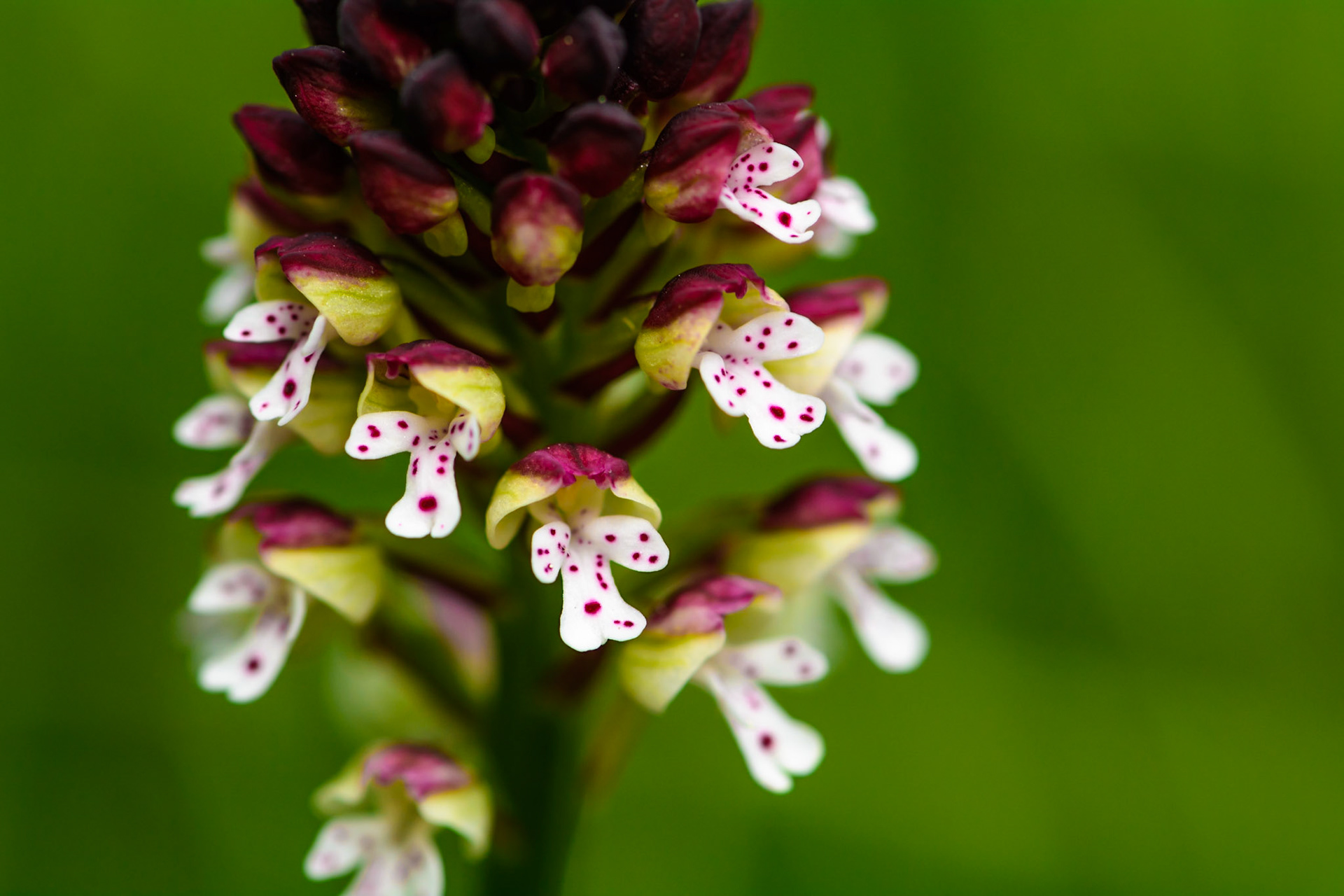 Orchis brûlé (Neotinea ustulata) sur les pelouses sèches du parc de Miribel-Jonage près de Lyon, Rhône, France