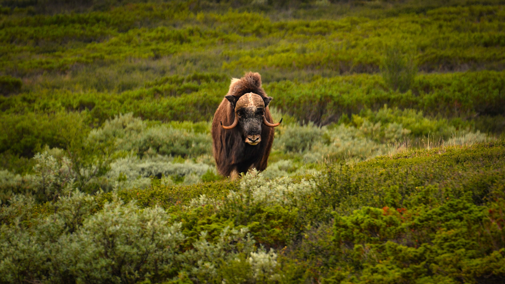 Boeuf musqué (Ovibos moschatus) dans le Parc National du Dovrefjell-Sunndalsfjella en Norvège