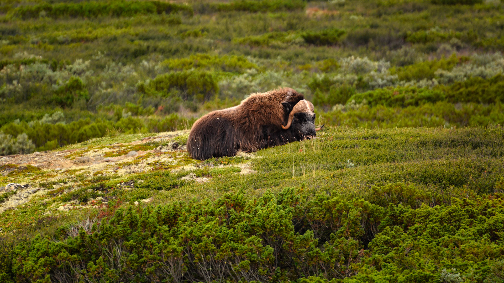 Boeuf musqué (Ovibos moschatus) dans le Parc National du Dovrefjell-Sunndalsfjella en Norvège