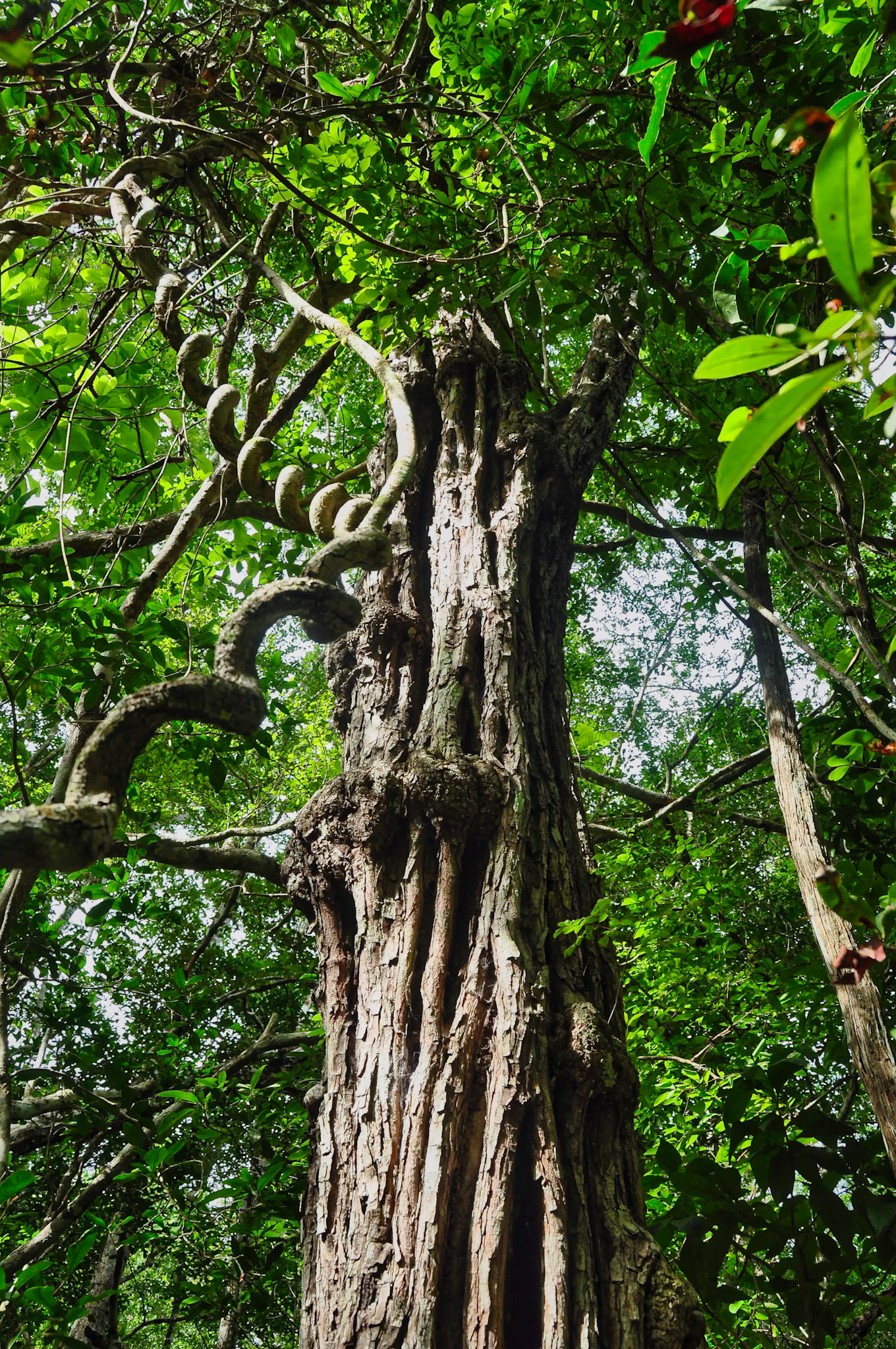 Arbre dans la forêt subtropicale de Much Kanan Ka'ax, Felipe Carrillo Puerto, Quintana Roo, Mexique
