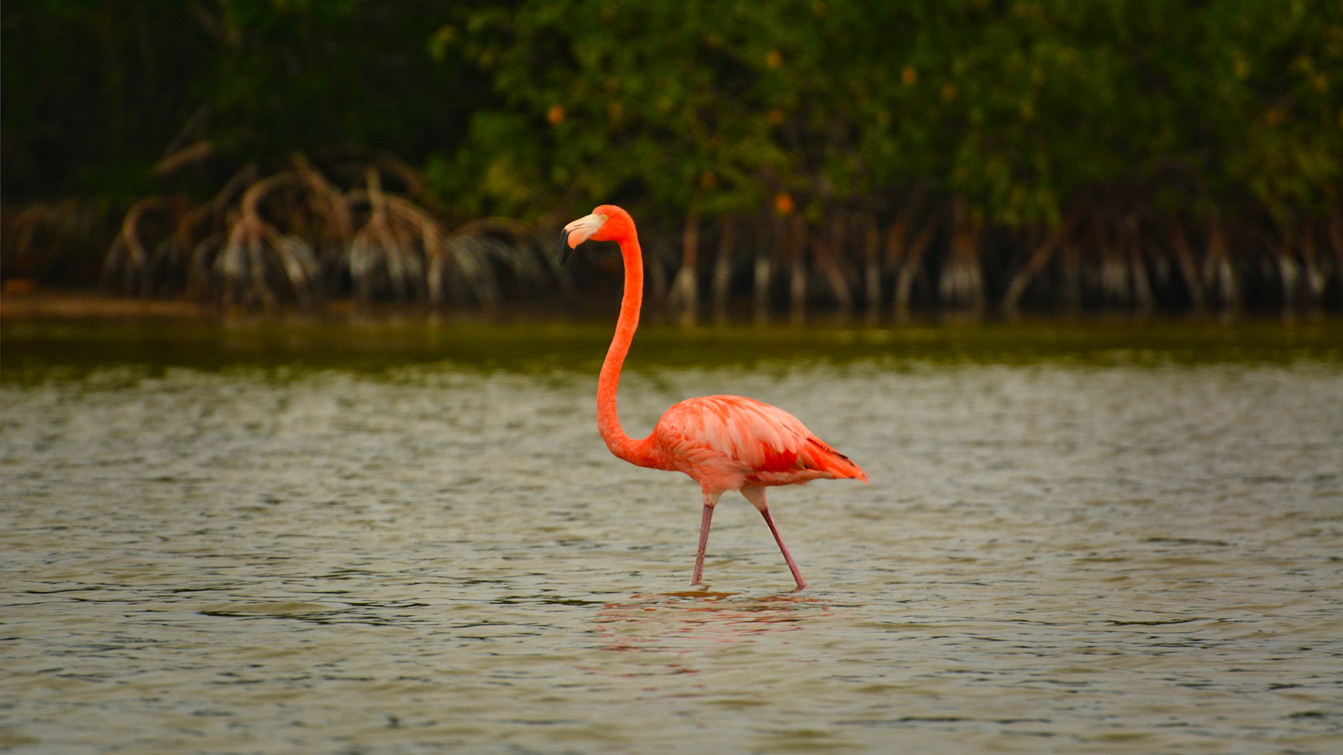 Flamant des Caraïbes (Phoenicopterus ruber) dans la Réserve de la Biosphère de Ría Lagartos, Yucatán, Mexique
