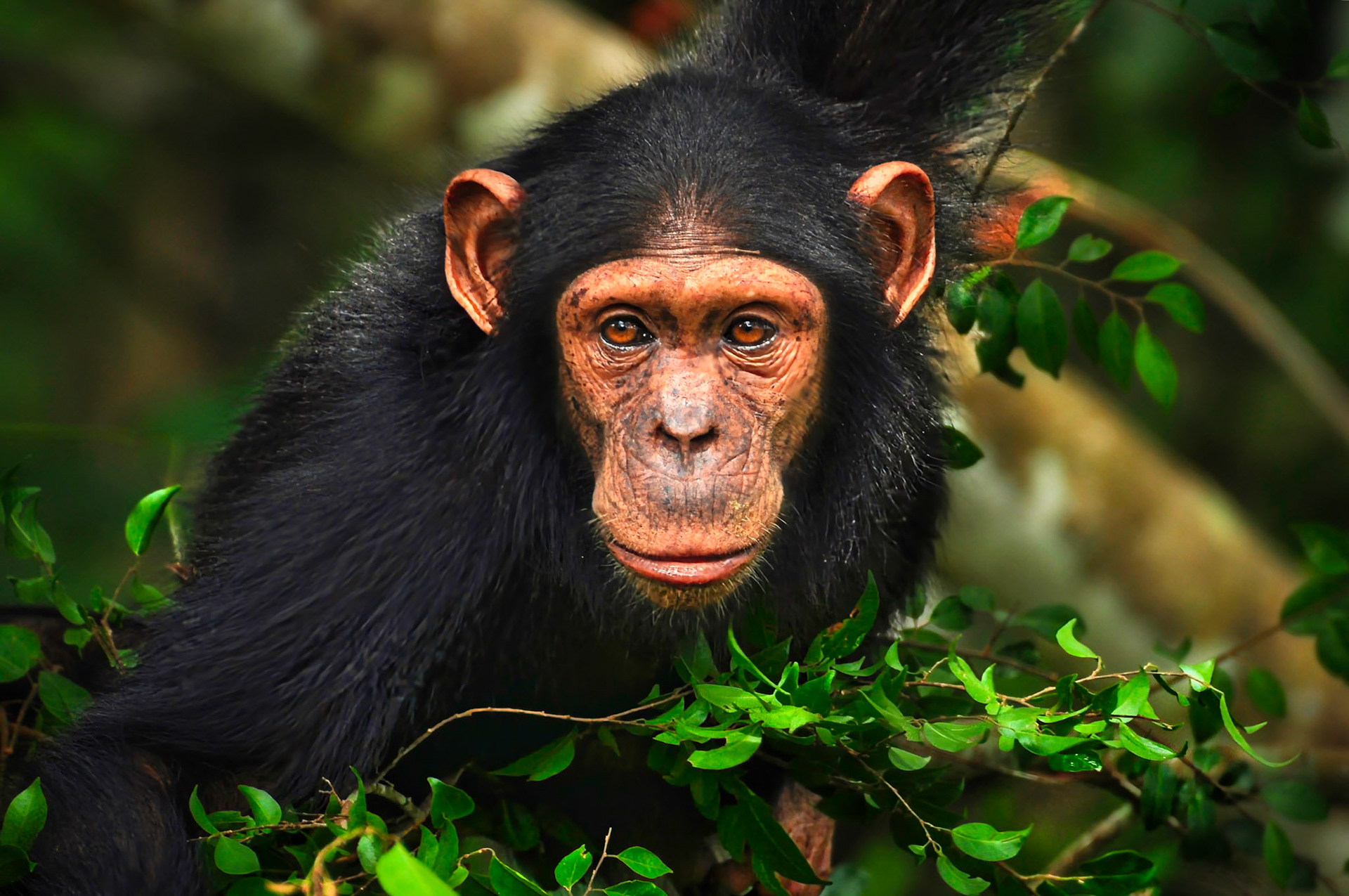 Chimpanzé (Pan troglodytes) dans le parc de la Lékédi au Gabon