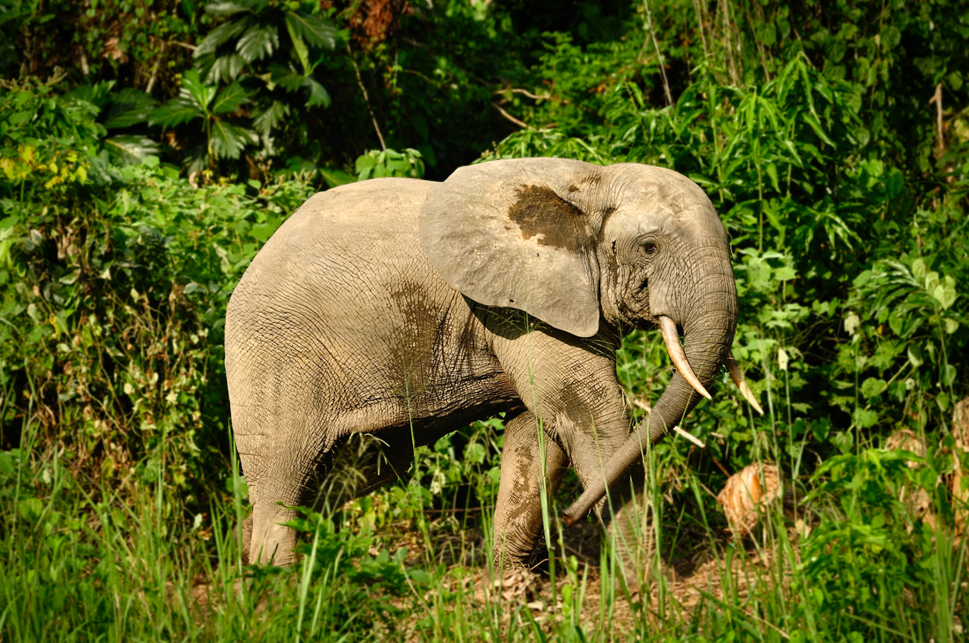 Éléphant de forêt (Loxodonta cyclotis) au Gabon