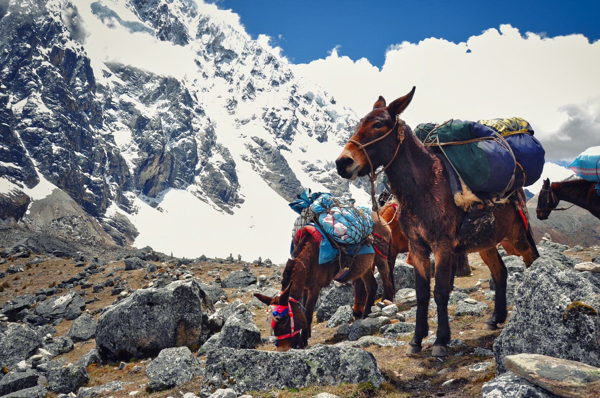 Mules transportant les ravitaillements sur le trek du Salkantay, Pérou