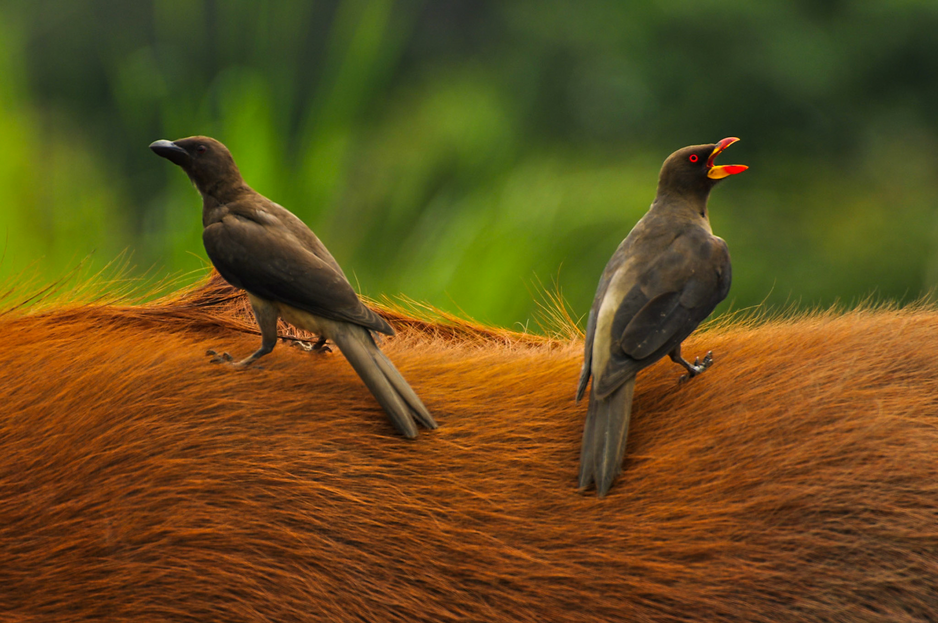 Piquebœuf à Bec Jaune (Buphagus africanus) sur un buffle, dans le Parc de la Lékédi au gabon