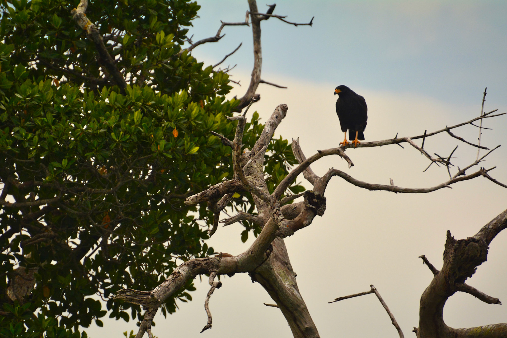 Buse noire (Buteogallus anthracinus) dans la Réserve de la Biosphère de Ría Lagartos, Yucatán, Mexique
