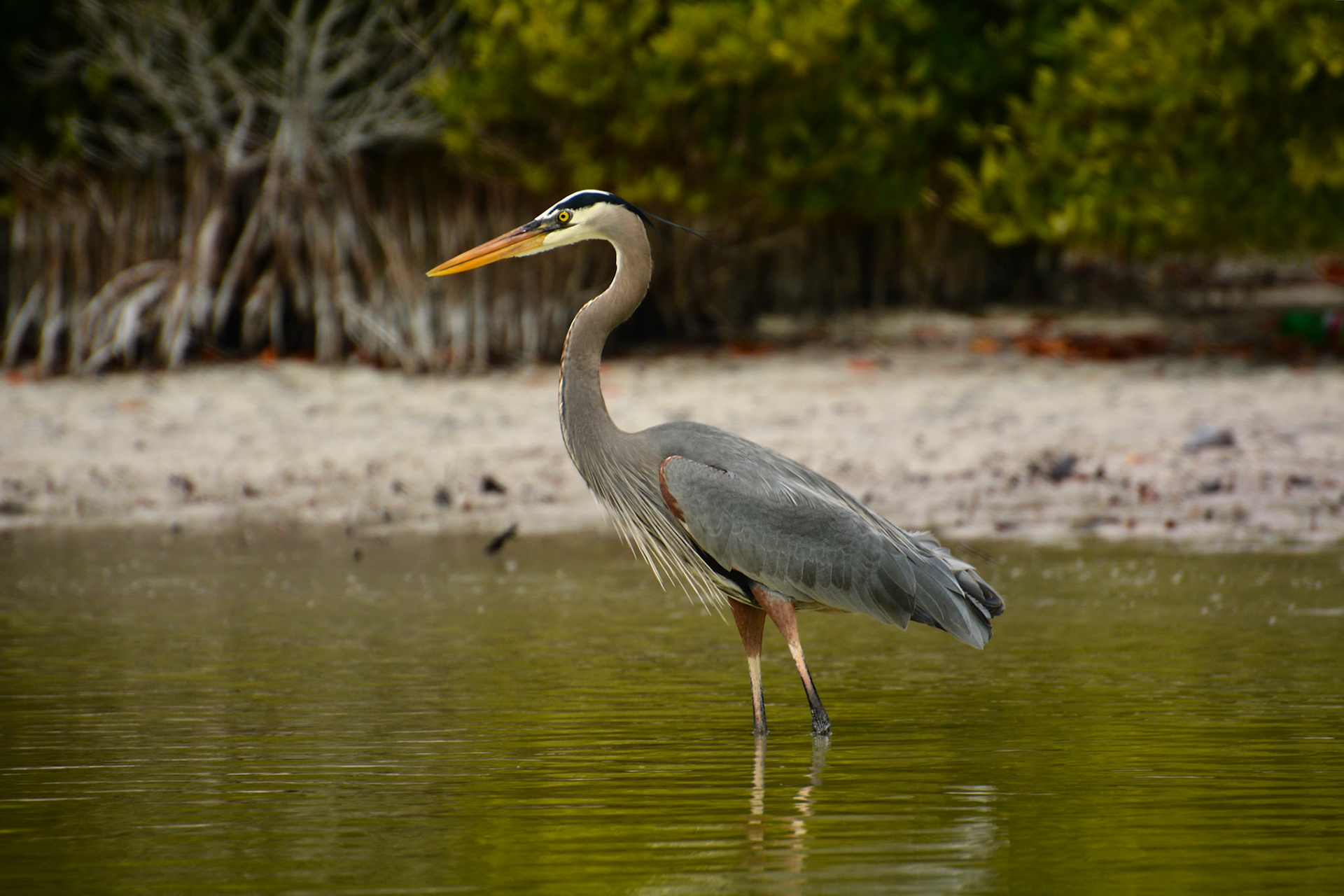 Grand Héron (Ardea herodias) dans la Réserve de la Biosphère de Ría Lagartos, Yucatán, Mexique