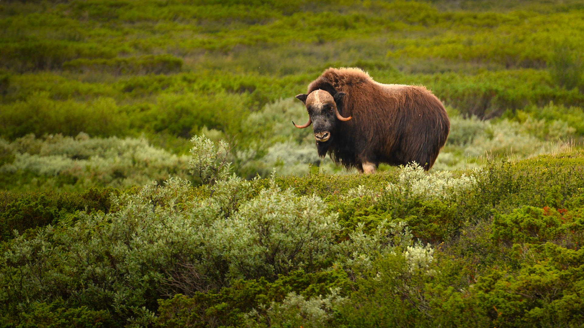 Boeuf musqué (Ovibos moschatus) dans le Parc National du Dovrefjell-Sunndalsfjella en Norvège