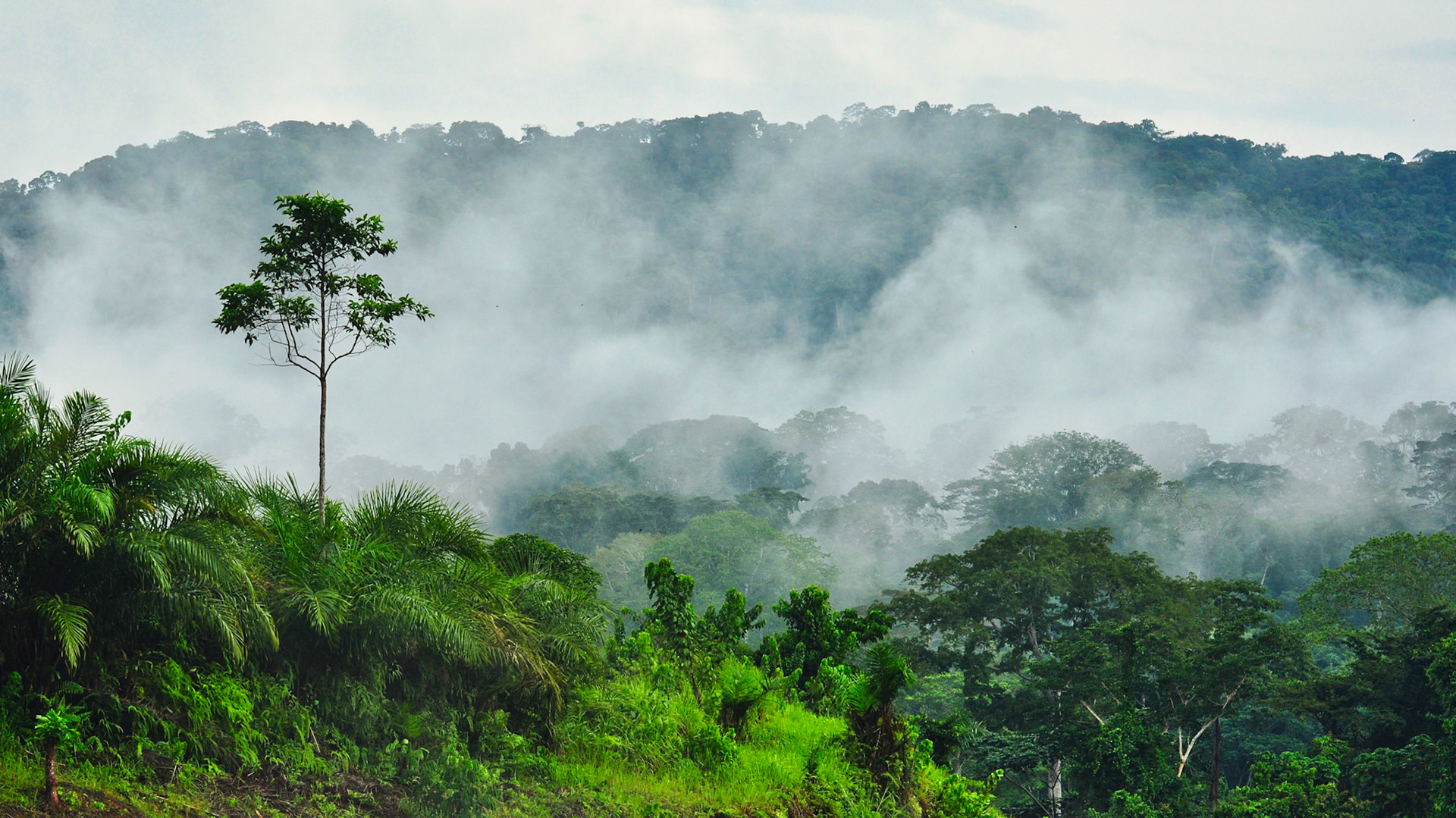 Forêt tropicale humide dans la région de l'Ogooué-Lolo au Gabon