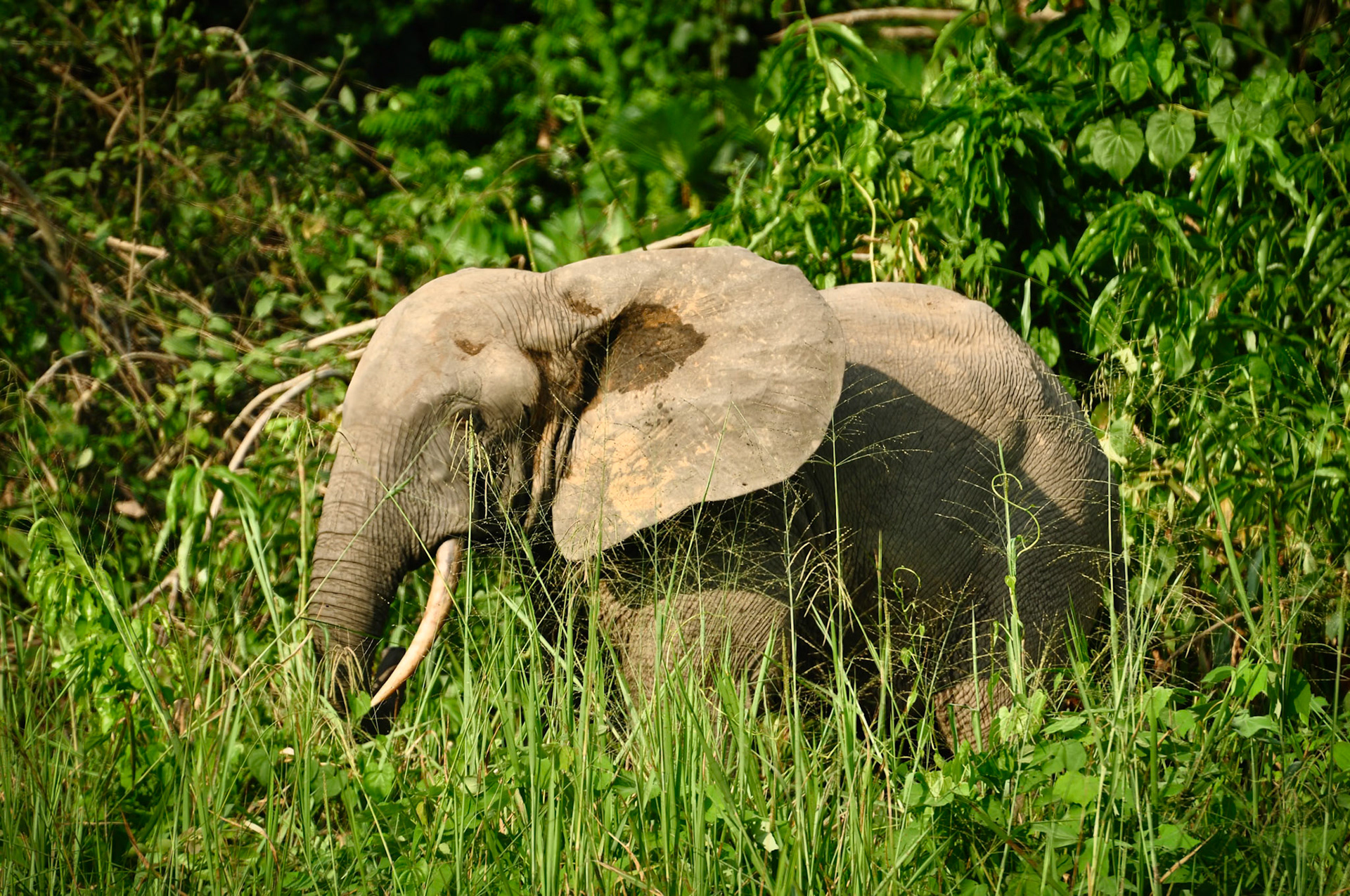 Éléphant de forêt (Loxodonta cyclotis) au Gabon