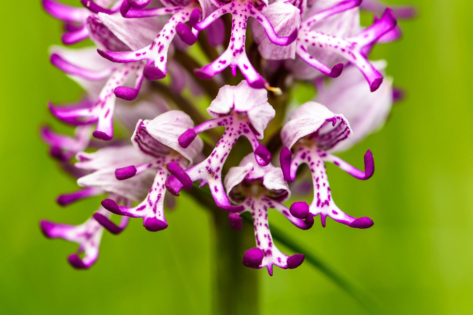Orchis de Beyrich (Orchis × beyrichii) dans le parc de Miribel-Jonage, Rhône, France