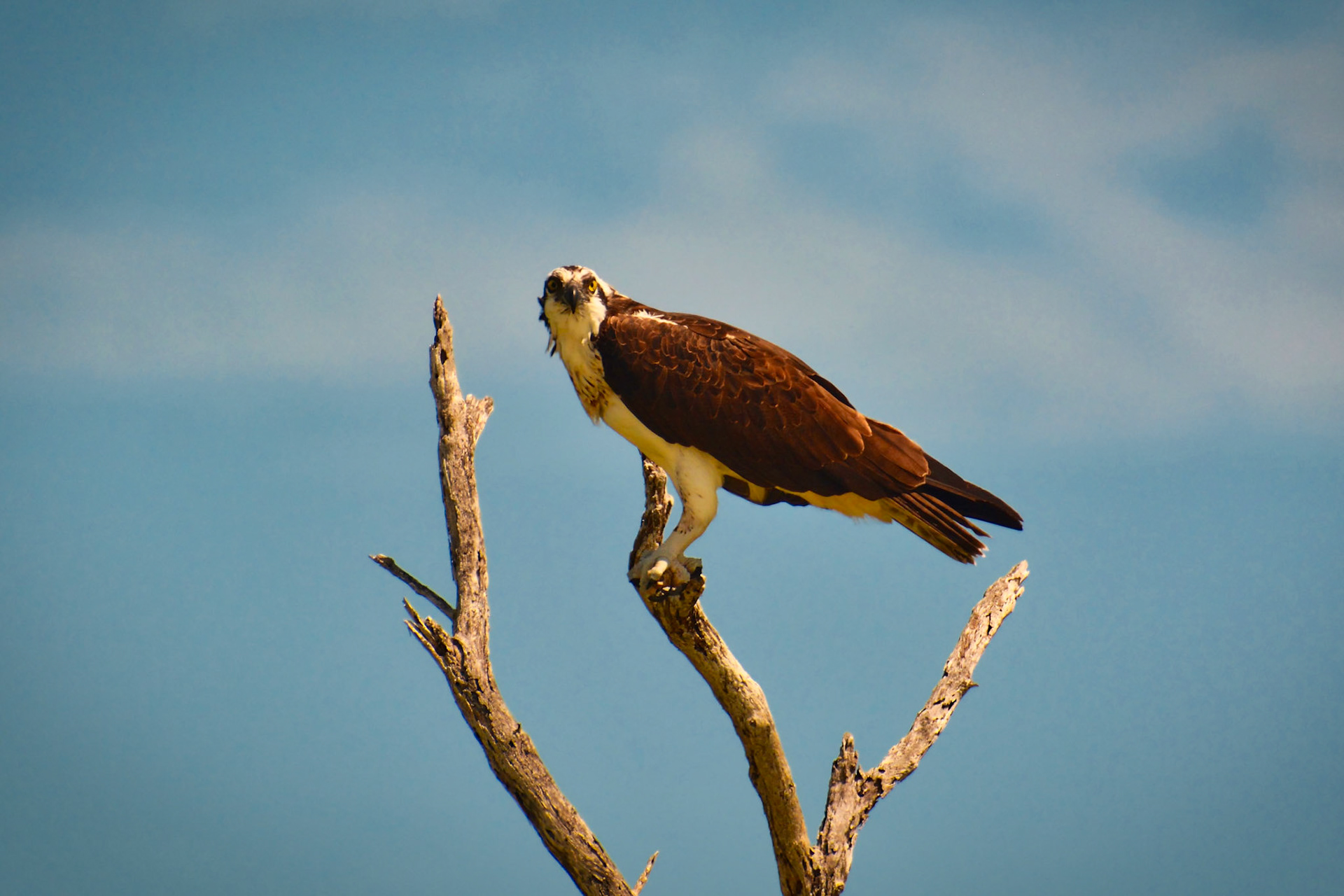 Balbuzard pêcheur (Pandion haliaetus) dans la Réserve de la Biosphère de Ría Lagartos, Yucatán, Mexique