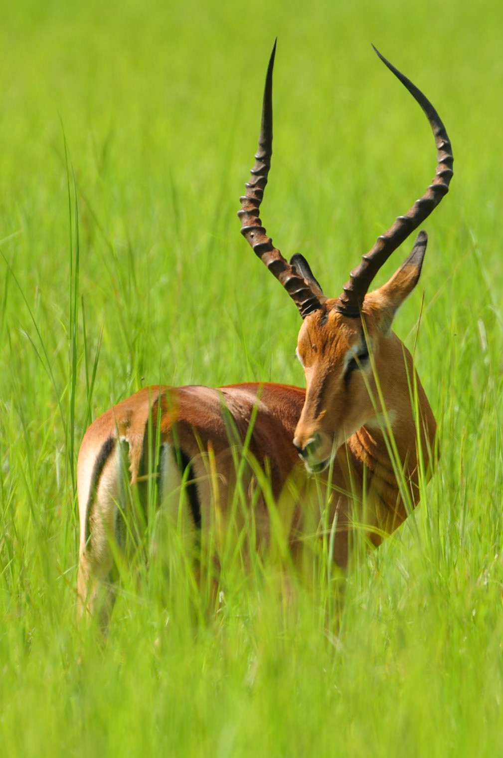 Impala (Aepyceros melampus) dans le parc de la Lékédi au Gabon