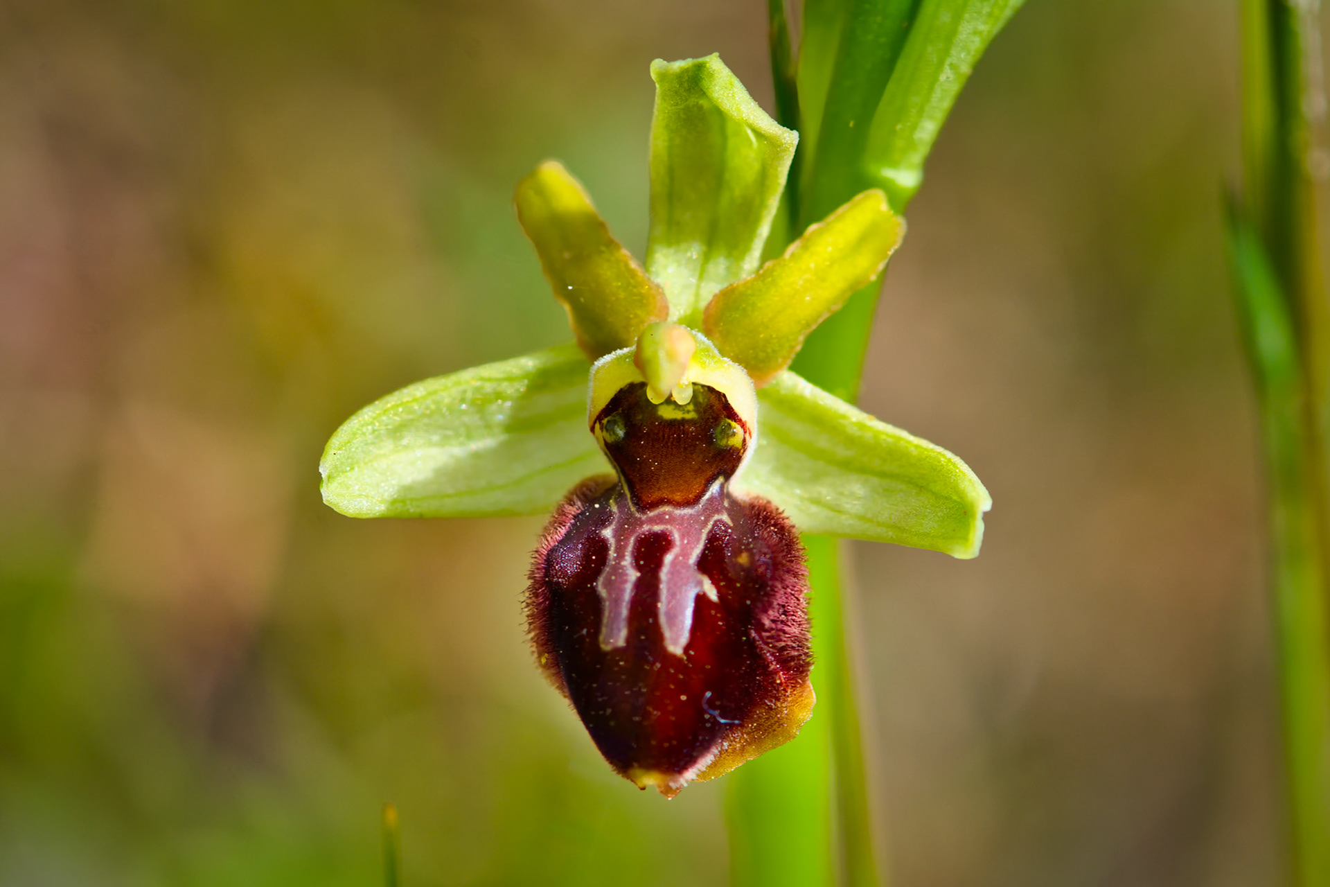 Ophrys araignée (Ophrys sphegodes) sur les pelouses sèches du parc de Miribel-Jonage près de Lyon, Rhône, France