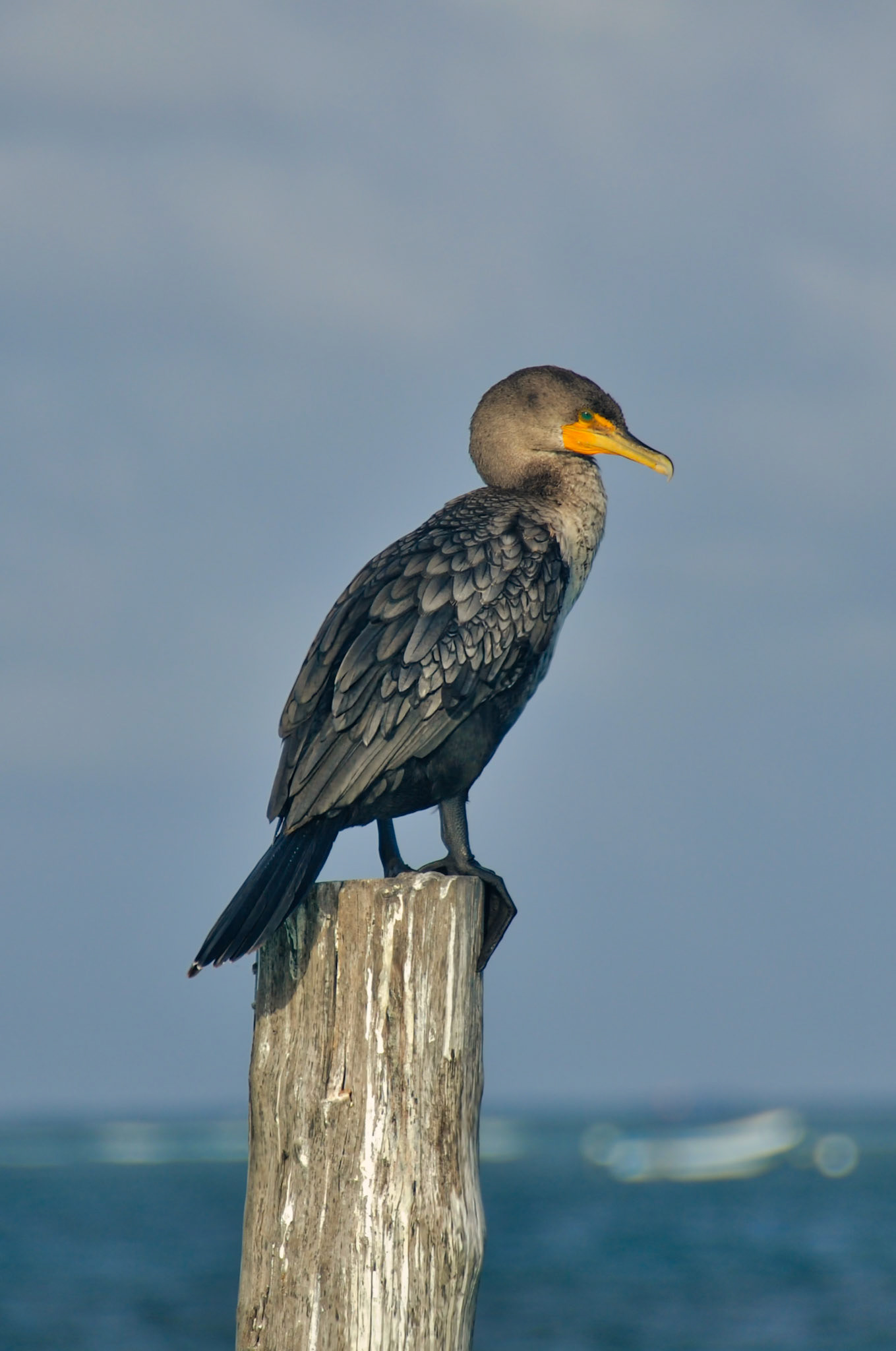 Cormoran à Aigrettes (Nannopterum auritum), Puerto Morelos, Quintana Roo, Mexique