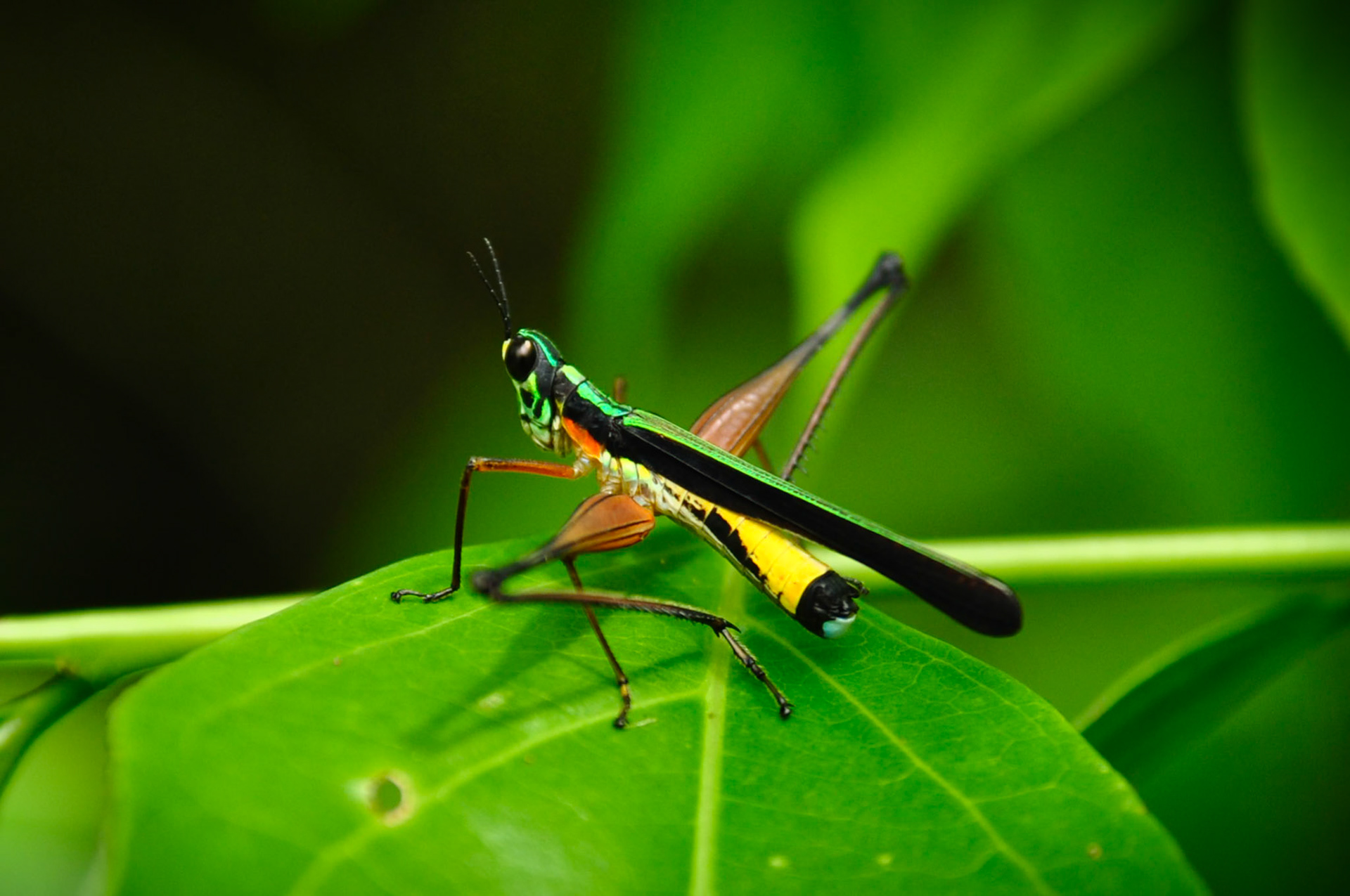 Paramastax nigra, San Martín, Pérou