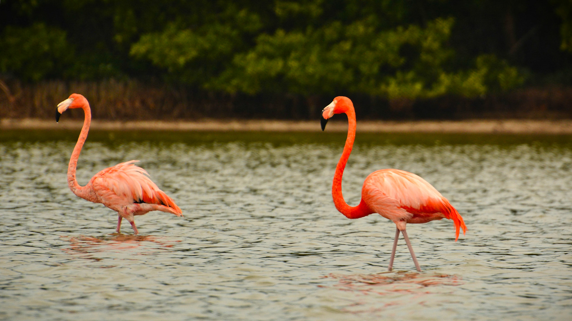 Flamants des Caraïbes (Phoenicopterus ruber) dans la Réserve de la Biosphère de Ría Lagartos, Yucatán, Mexique