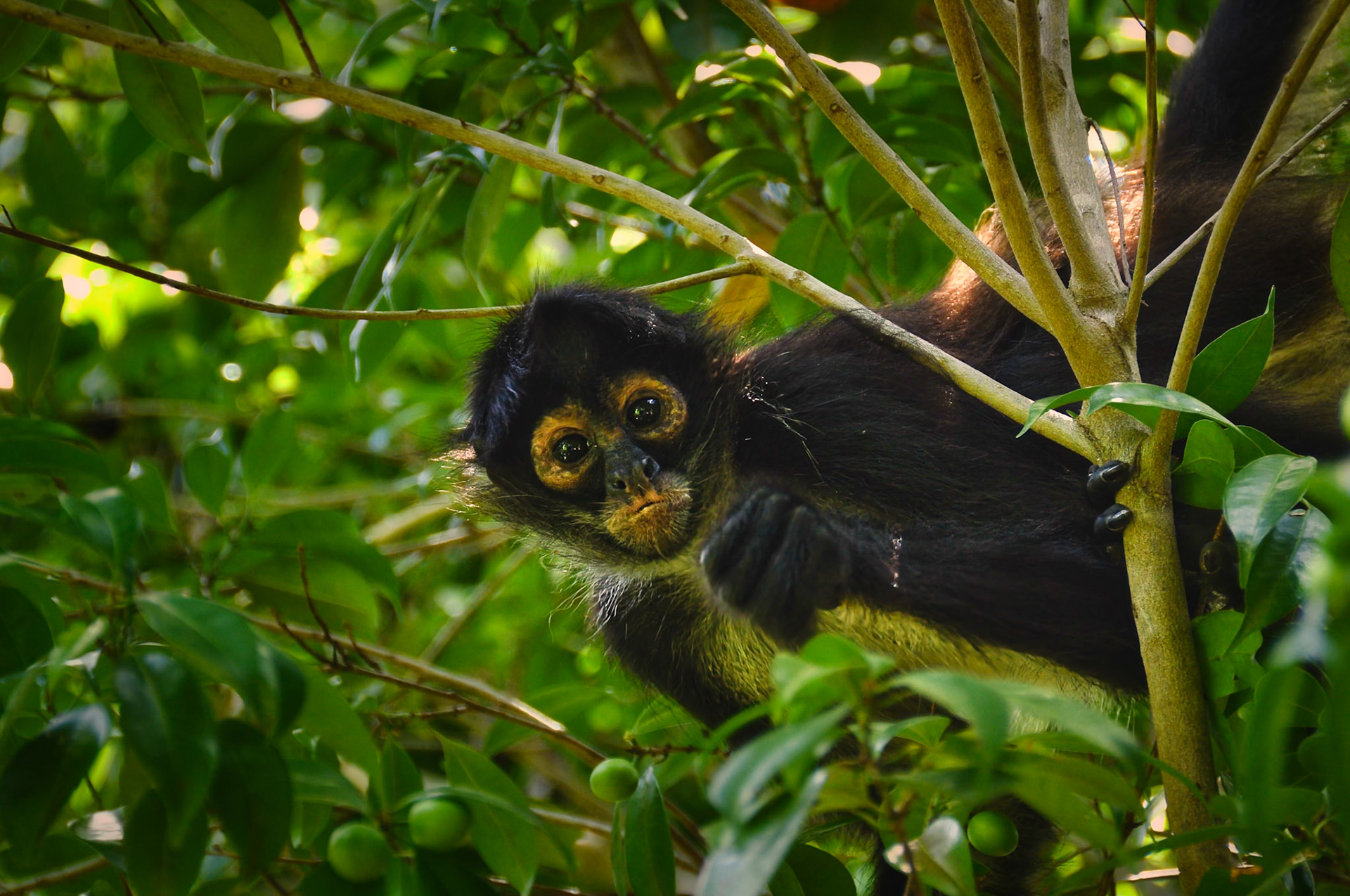 Singe araigné (Ateles geoffroyi yucatanensis), Péninsule du Yucatán, Mexique