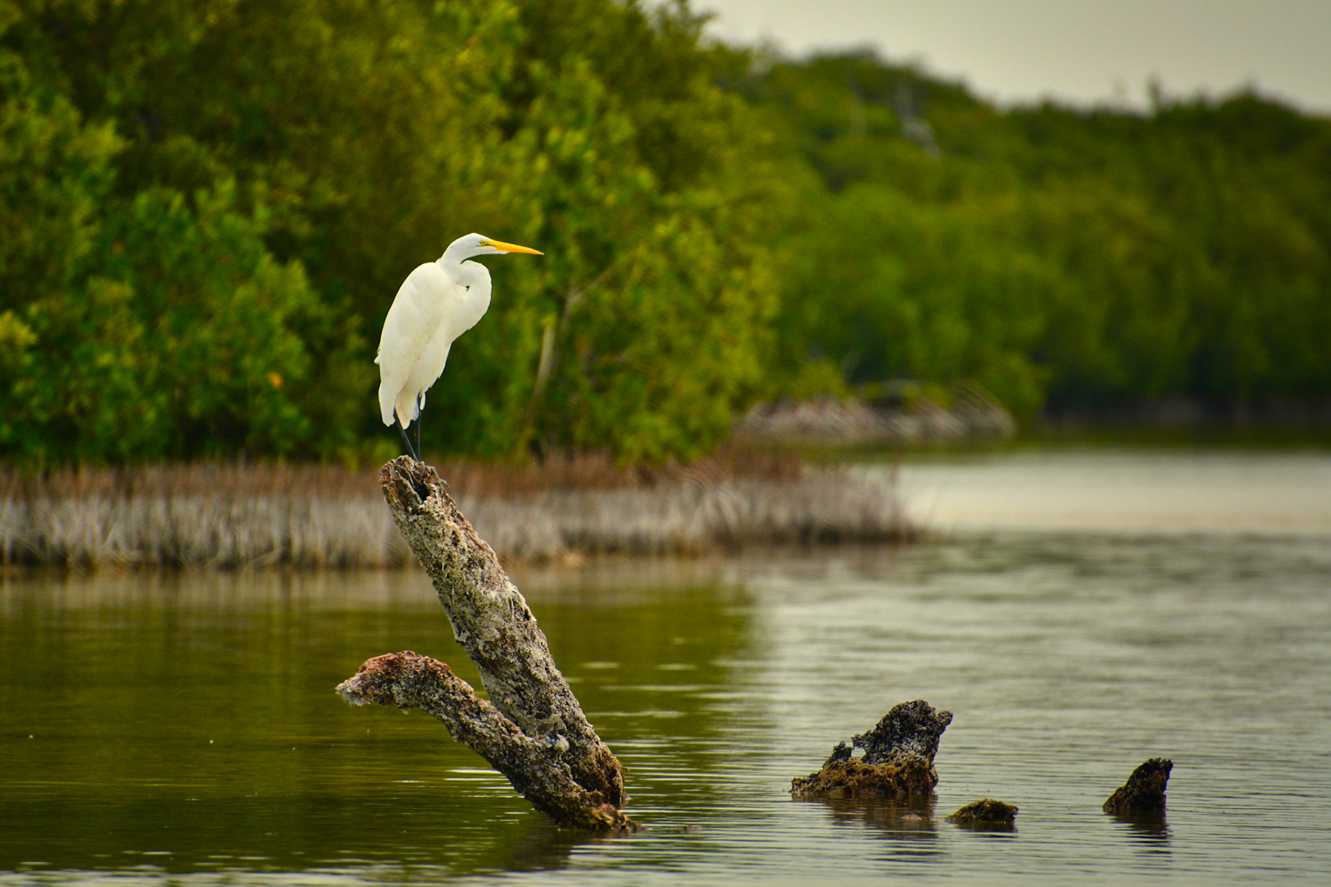 Grande aigrette (Ardea alba) dans la Réserve de la Biosphère de Ría Lagartos, Yucatán, Mexique
