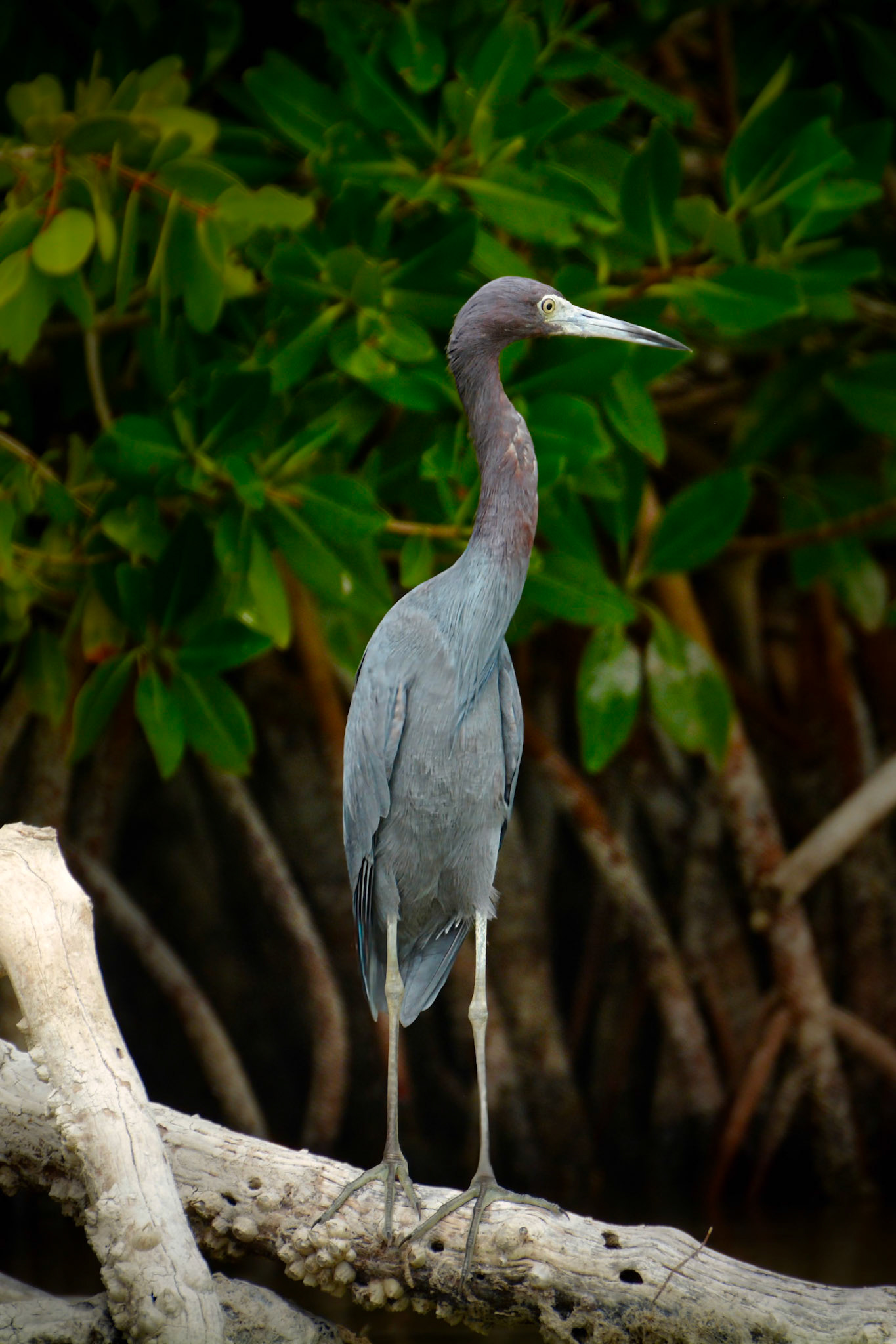 Aigrette bleue (Egretta caerulea) dans la Réserve de la Biosphère de Ría Lagartos, Yucatán, Mexique