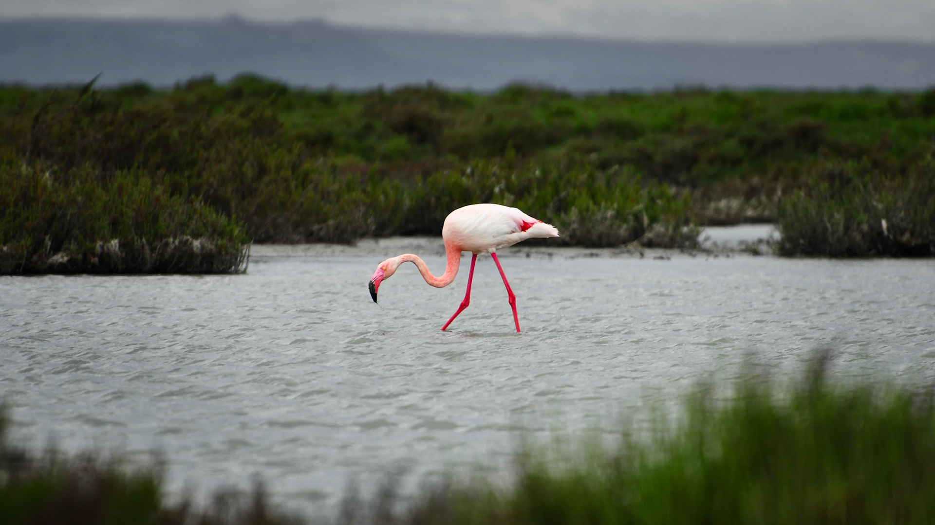 Flamant rose (Phoenicopterus roseus) dans la Réserve nationale de la Camargue, France