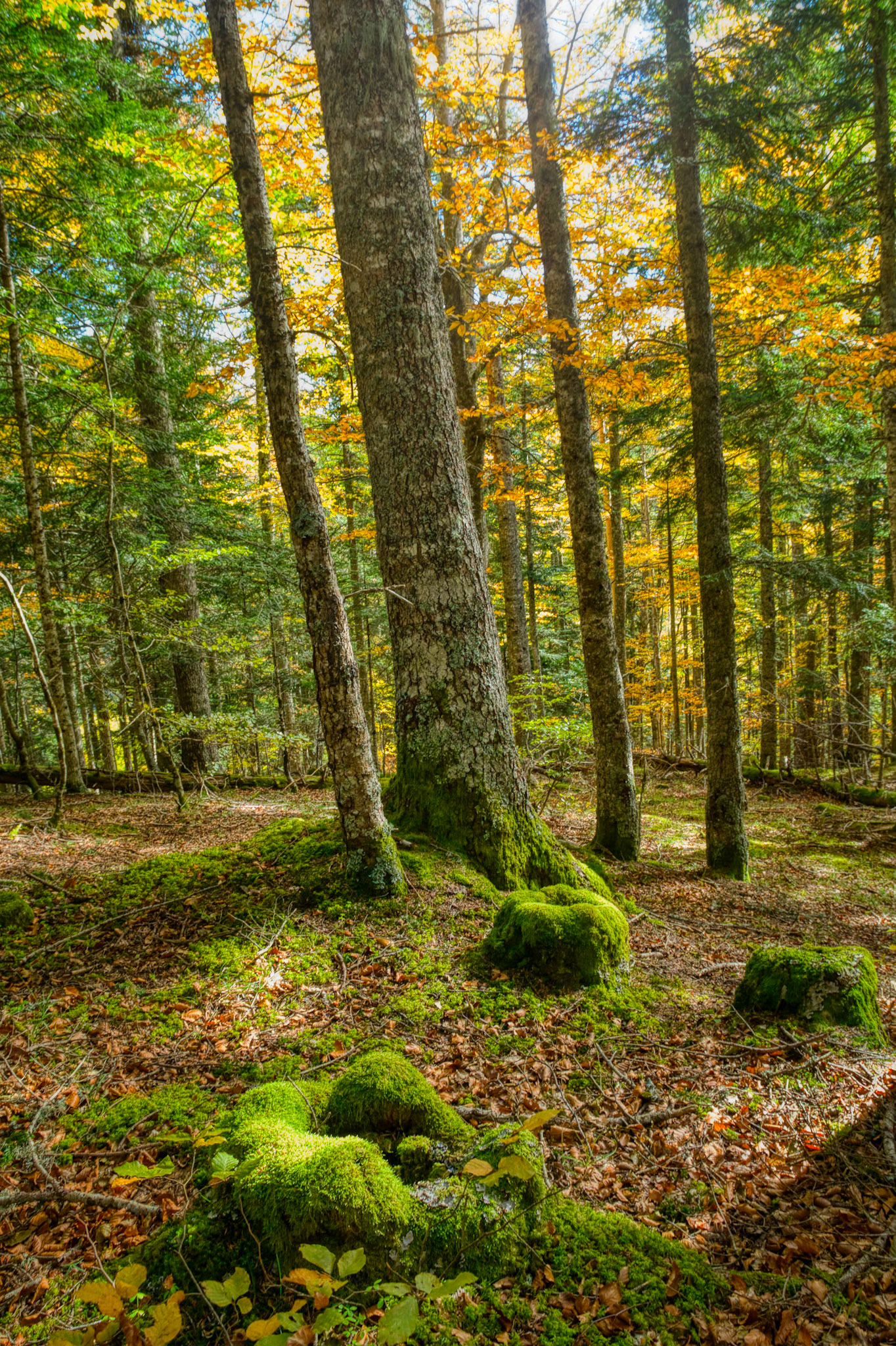 Hêtraie-sapinière dans la Forêt de Counozouls