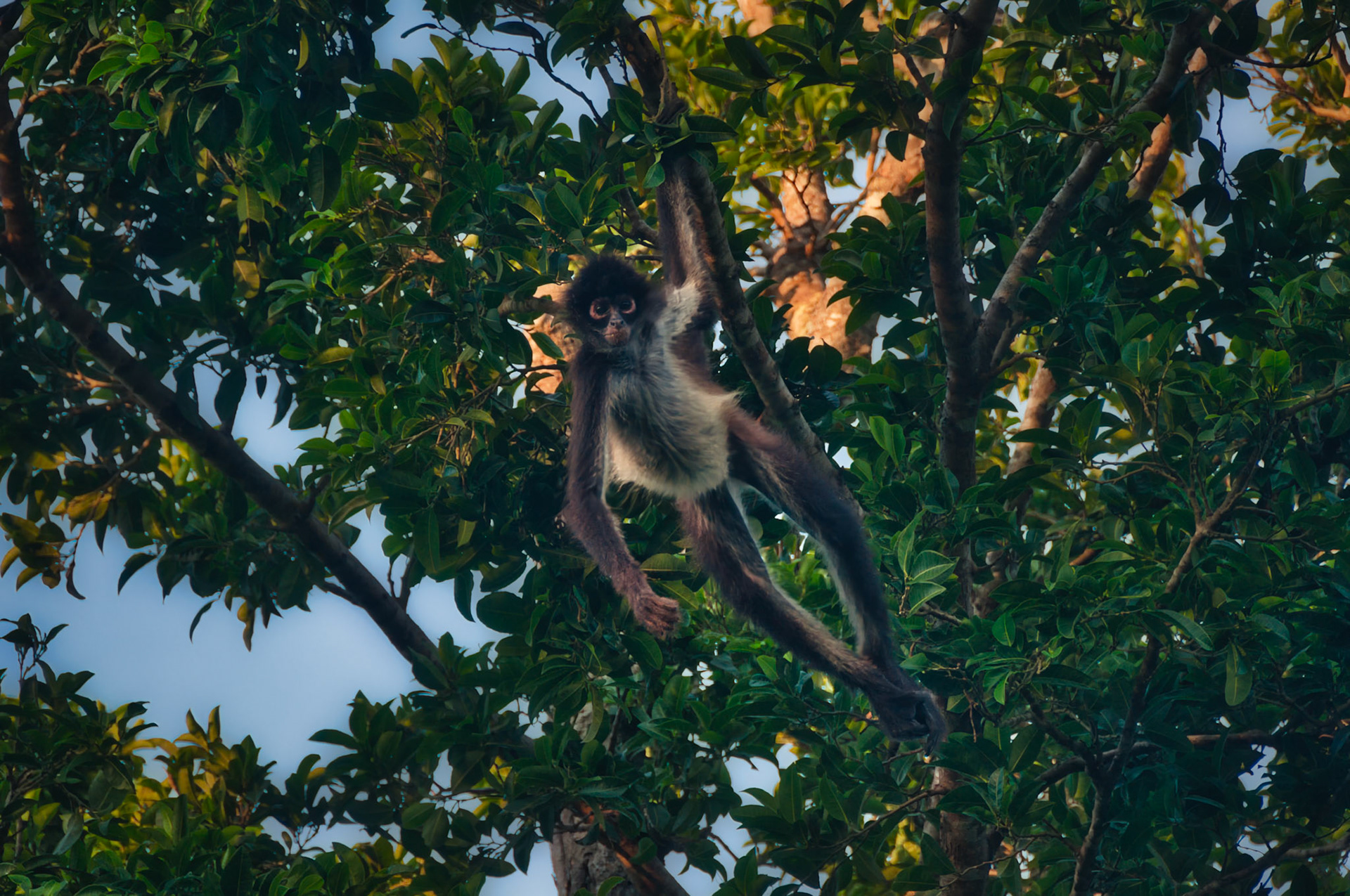 Singe araigné (Ateles geoffroyi yucatanensis), Puerto Morelos, Quintana Roo, Mexique