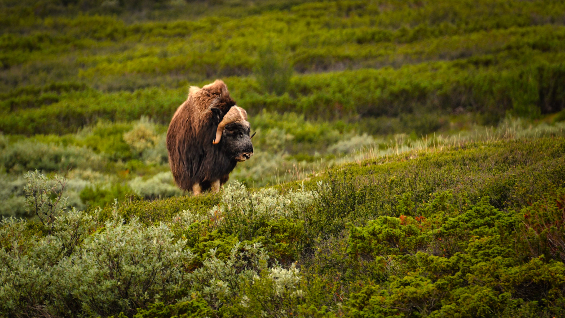 Boeuf musqué (Ovibos moschatus) dans le Parc National du Dovrefjell-Sunndalsfjella en Norvège