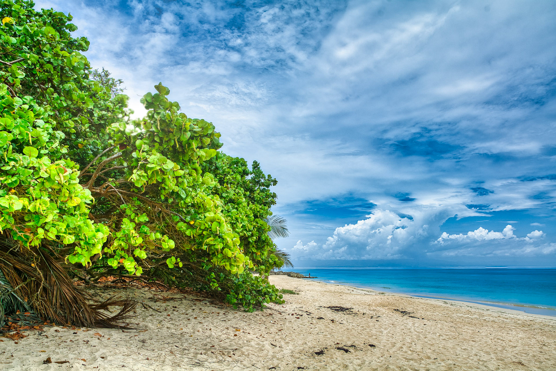 Plage moustique de l'Anse de May à Marie-Galante, Guadeloupe