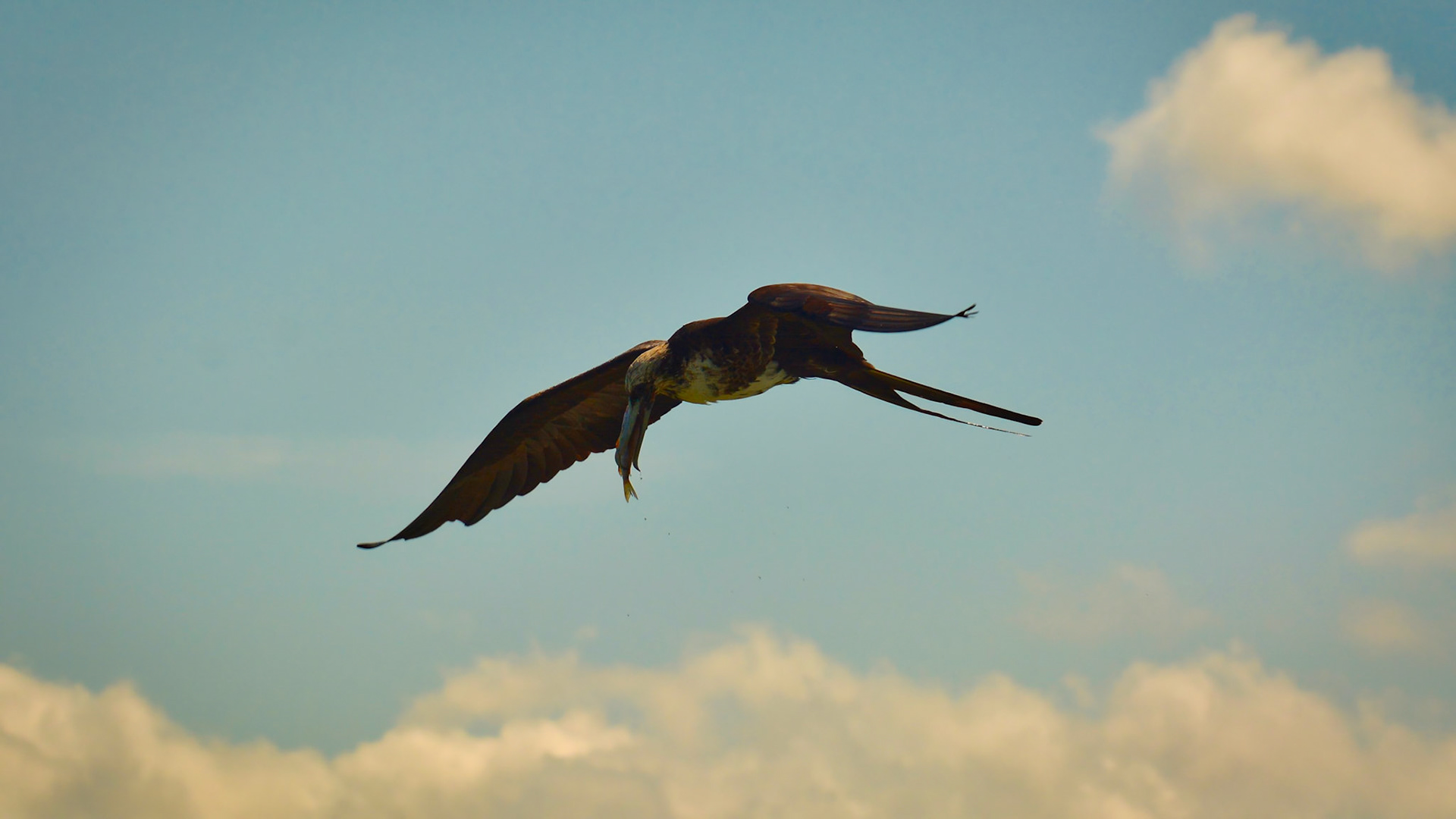 Frégate Superbe (Fregata magnificens) dans la Réserve de la Biosphère de Ría Lagartos, Yucatán, Mexique