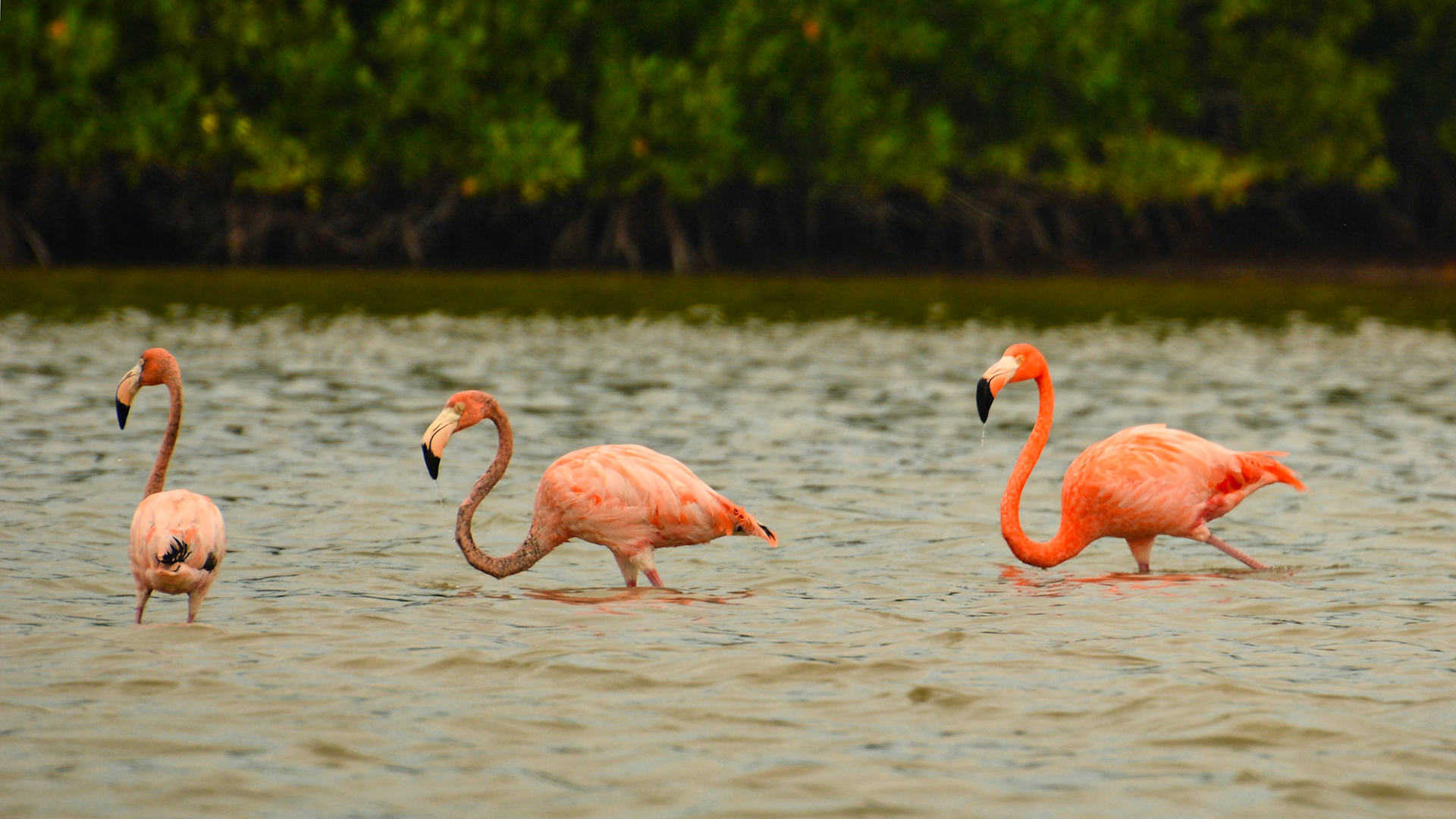 Flamants des Caraïbes (Phoenicopterus ruber) dans la Réserve de la Biosphère de Ría Lagartos, Yucatán, Mexique