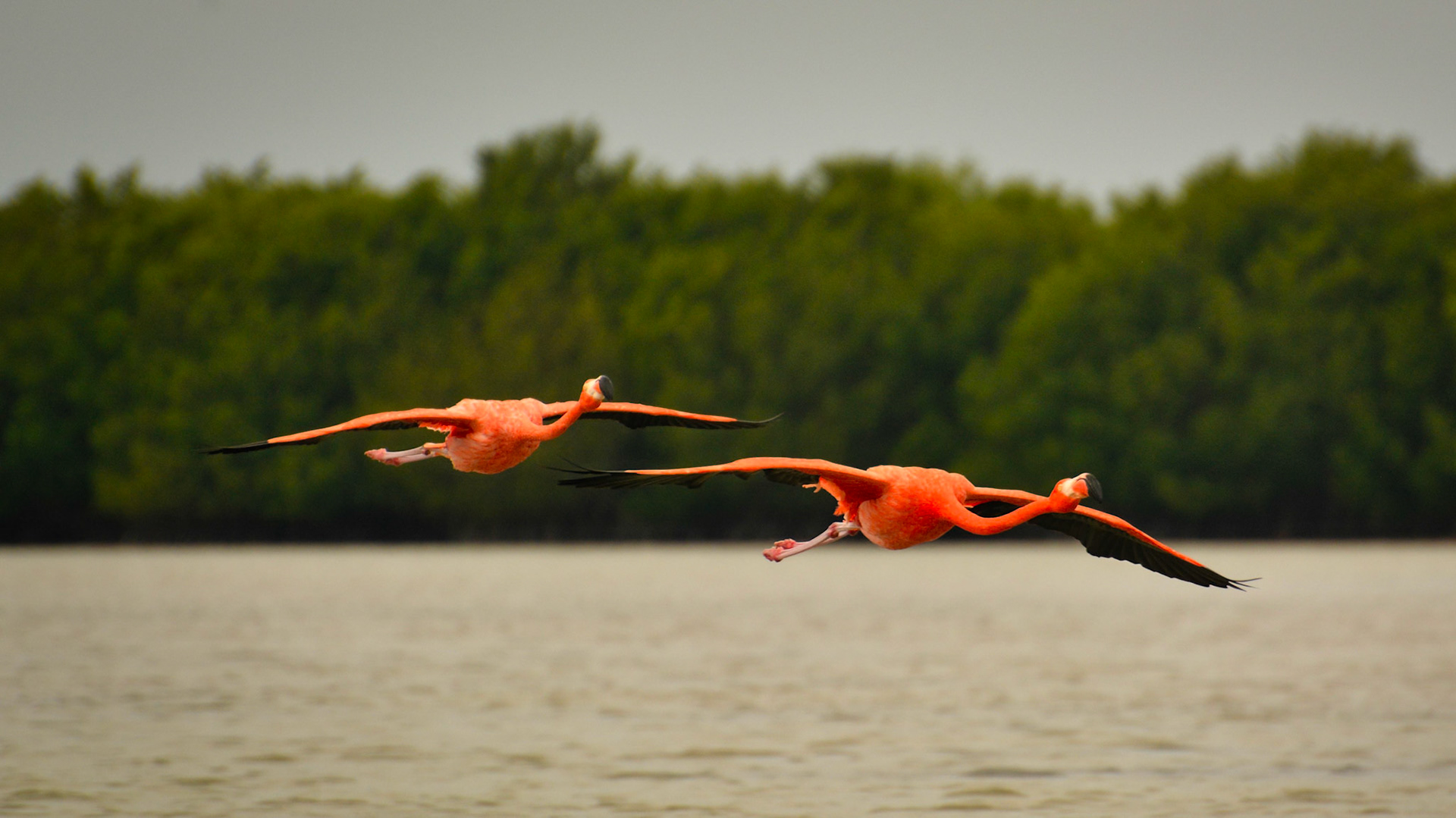 Flamants des Caraïbes (Phoenicopterus ruber) dans la Réserve de la Biosphère de Ría Lagartos, Yucatán, Mexique